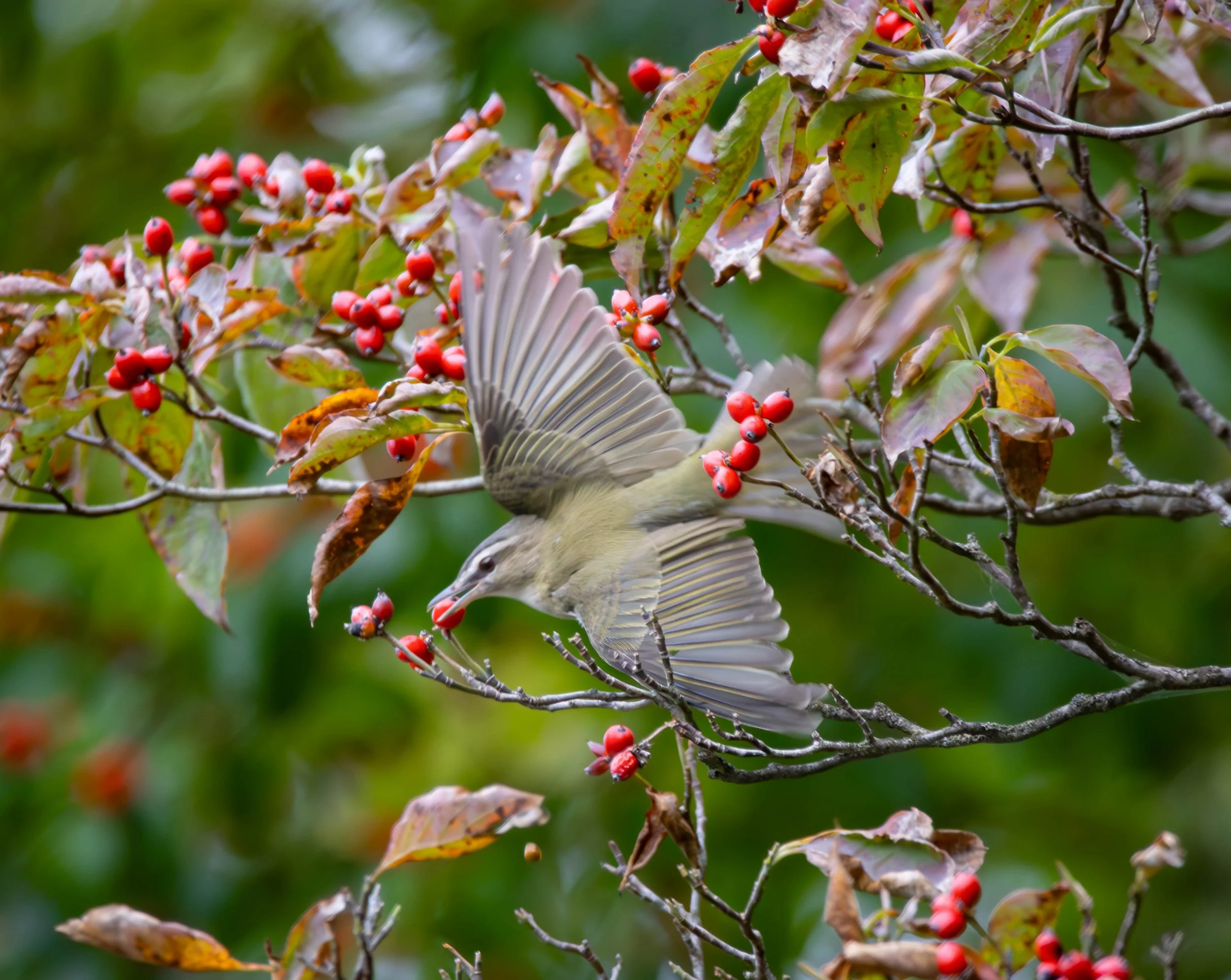 Red-eyed Vireo