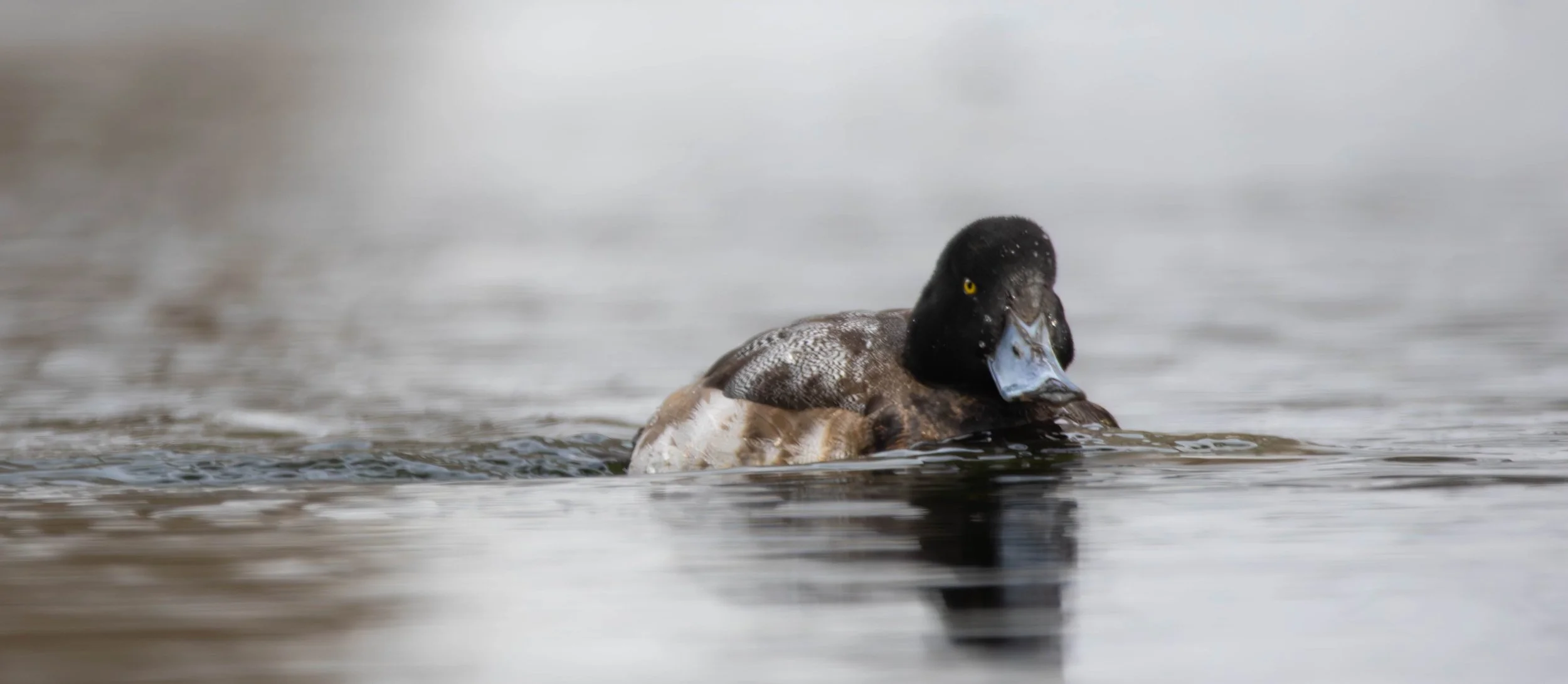 Greater Scaup
