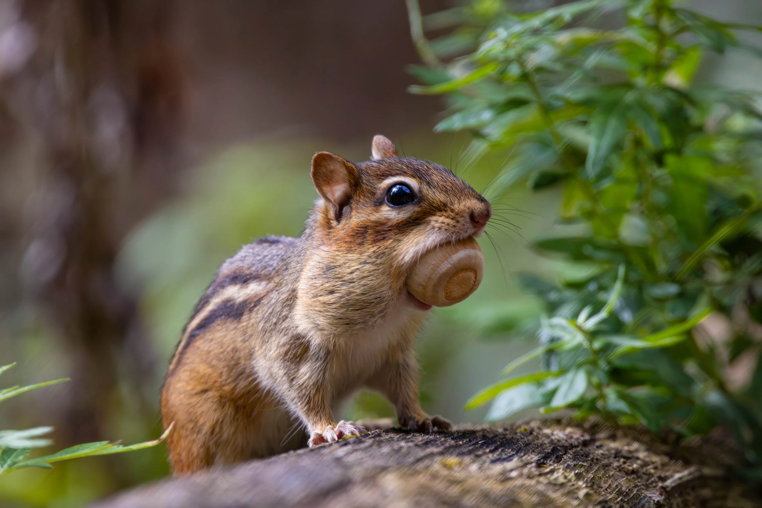 Eastern Chipmunk