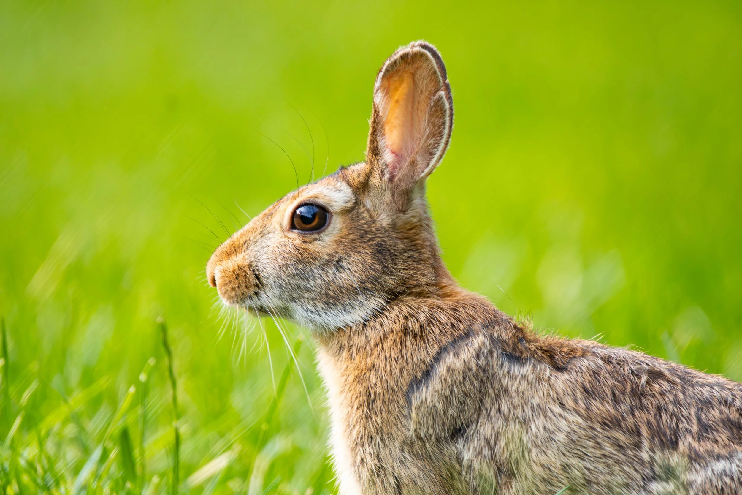 Eastern Cottontail