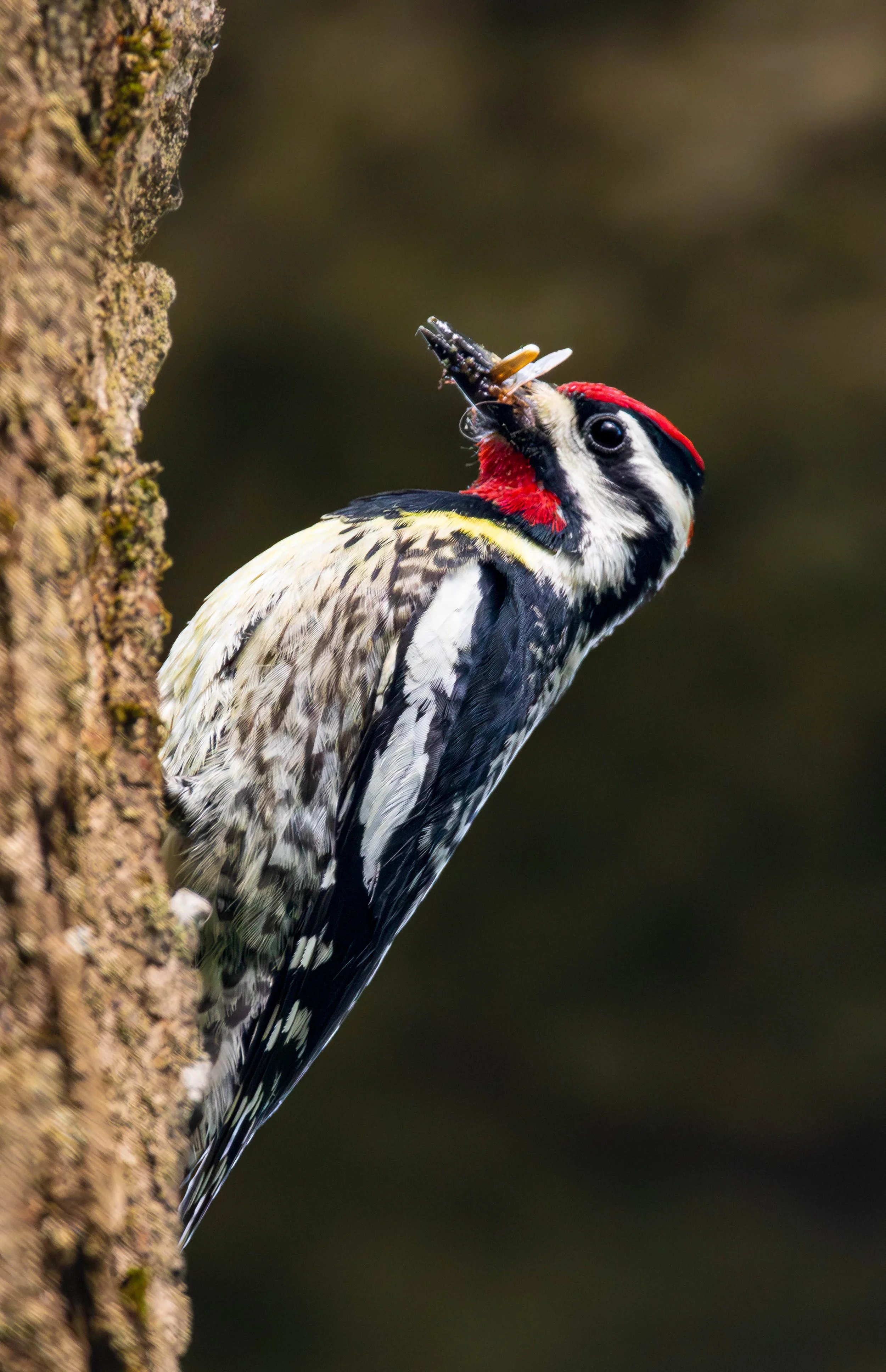Yellow-bellied Sapsucker