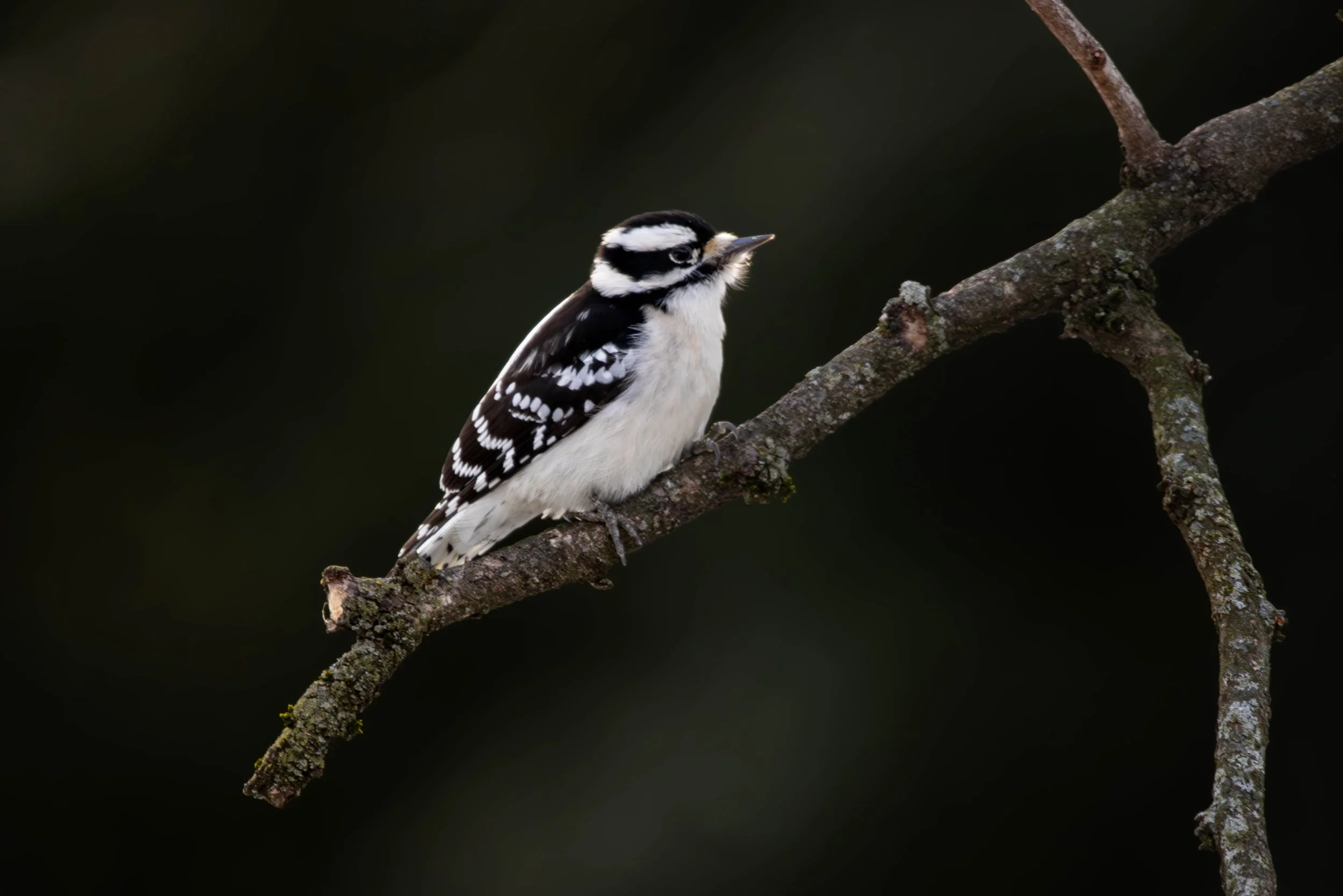 Downy Woodpecker