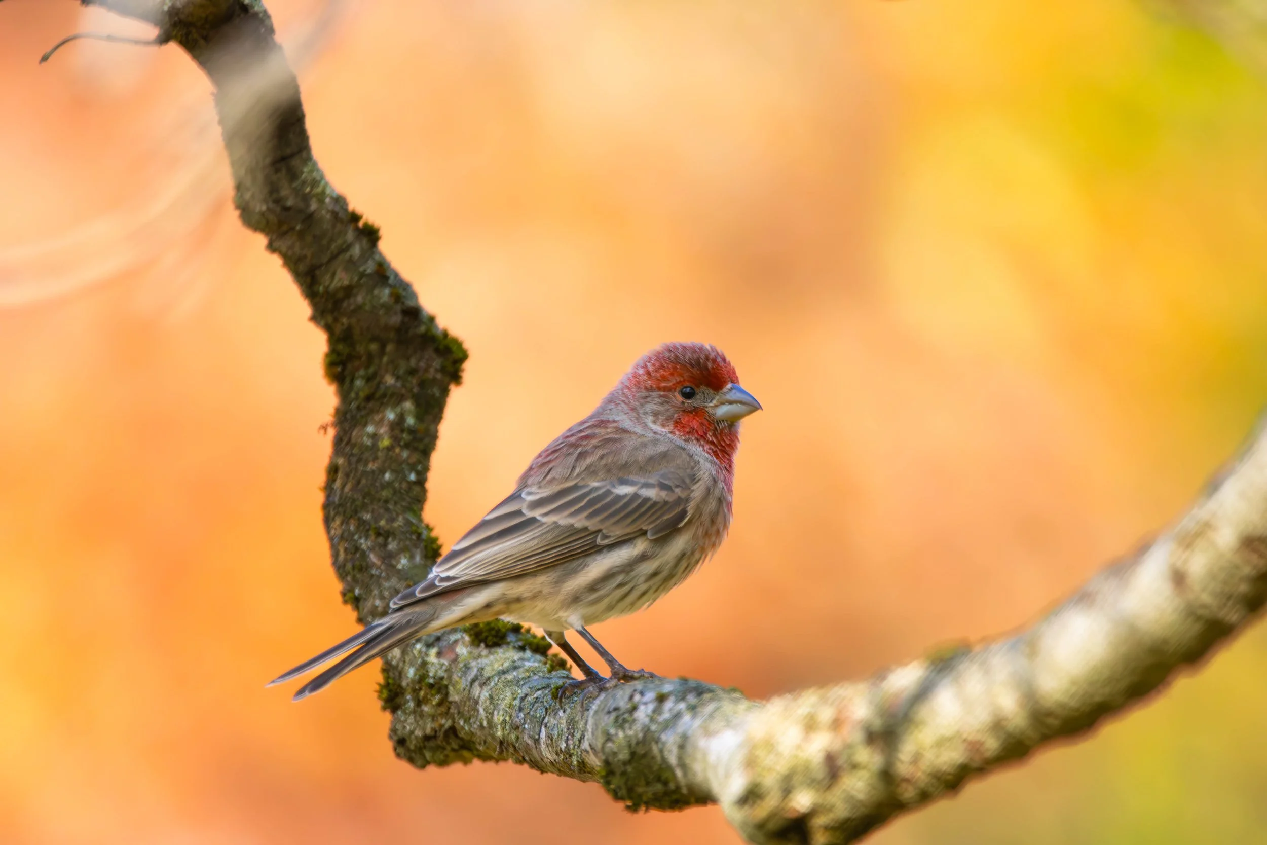House Finch