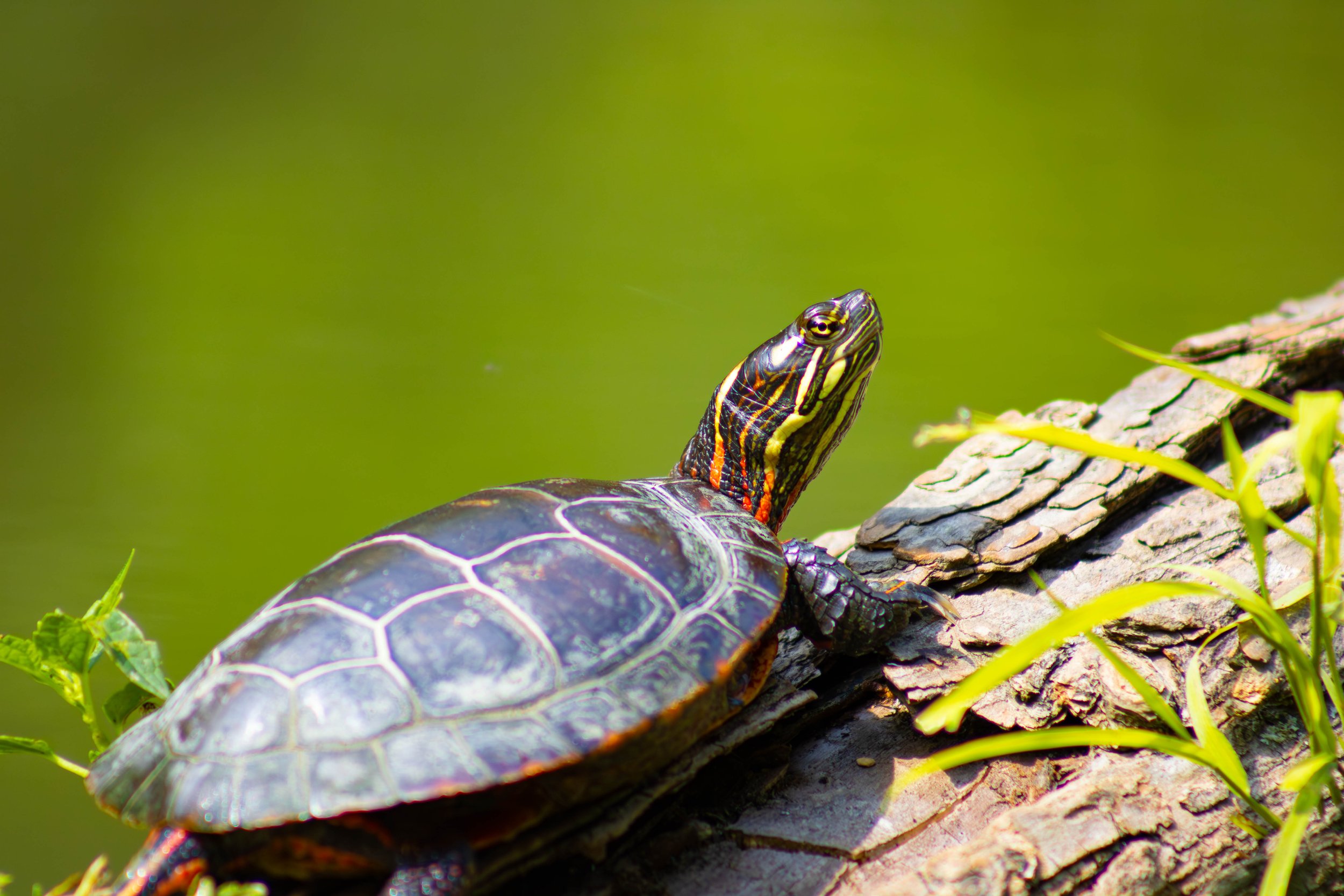 Painted Turtle