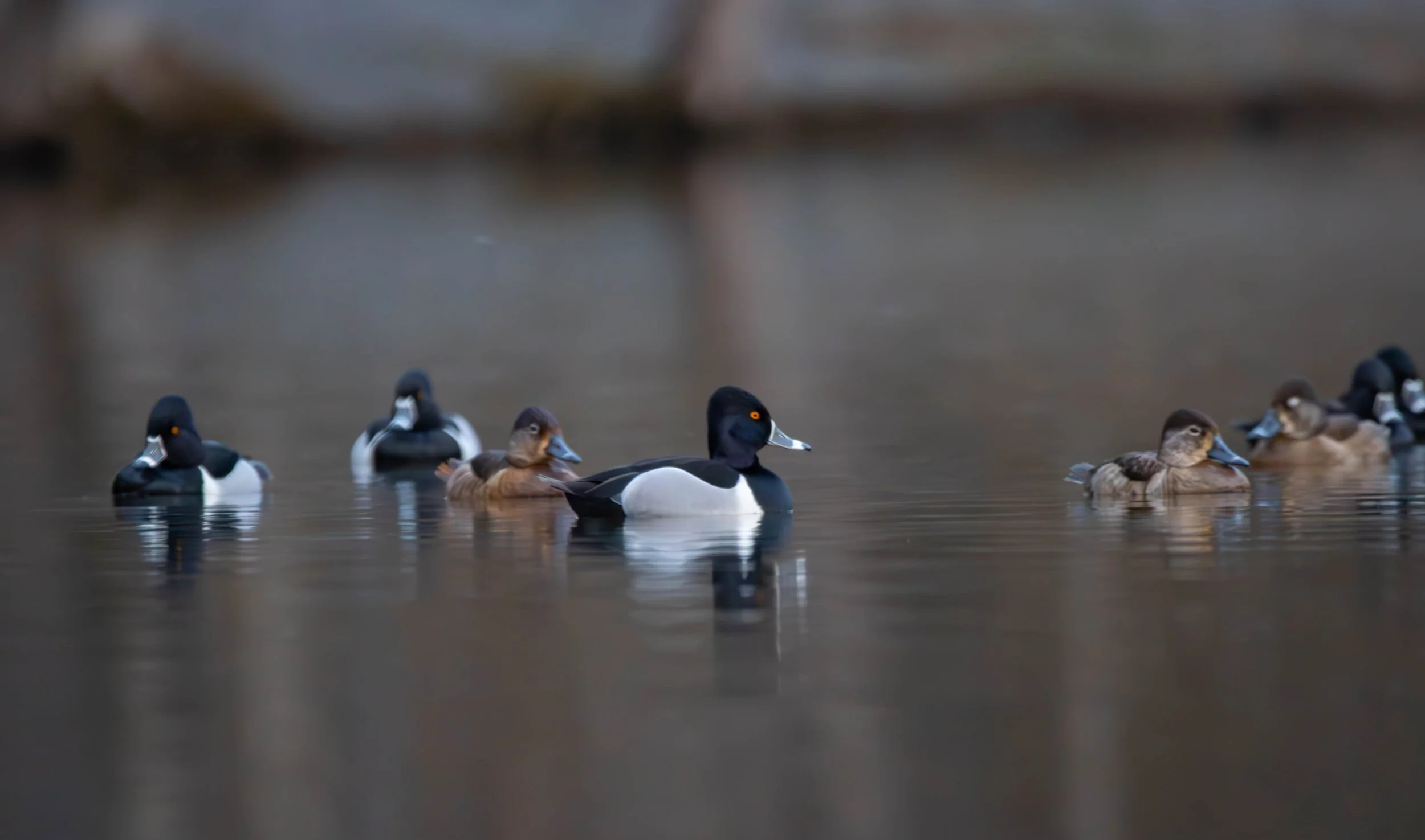 Ring-necked Duck