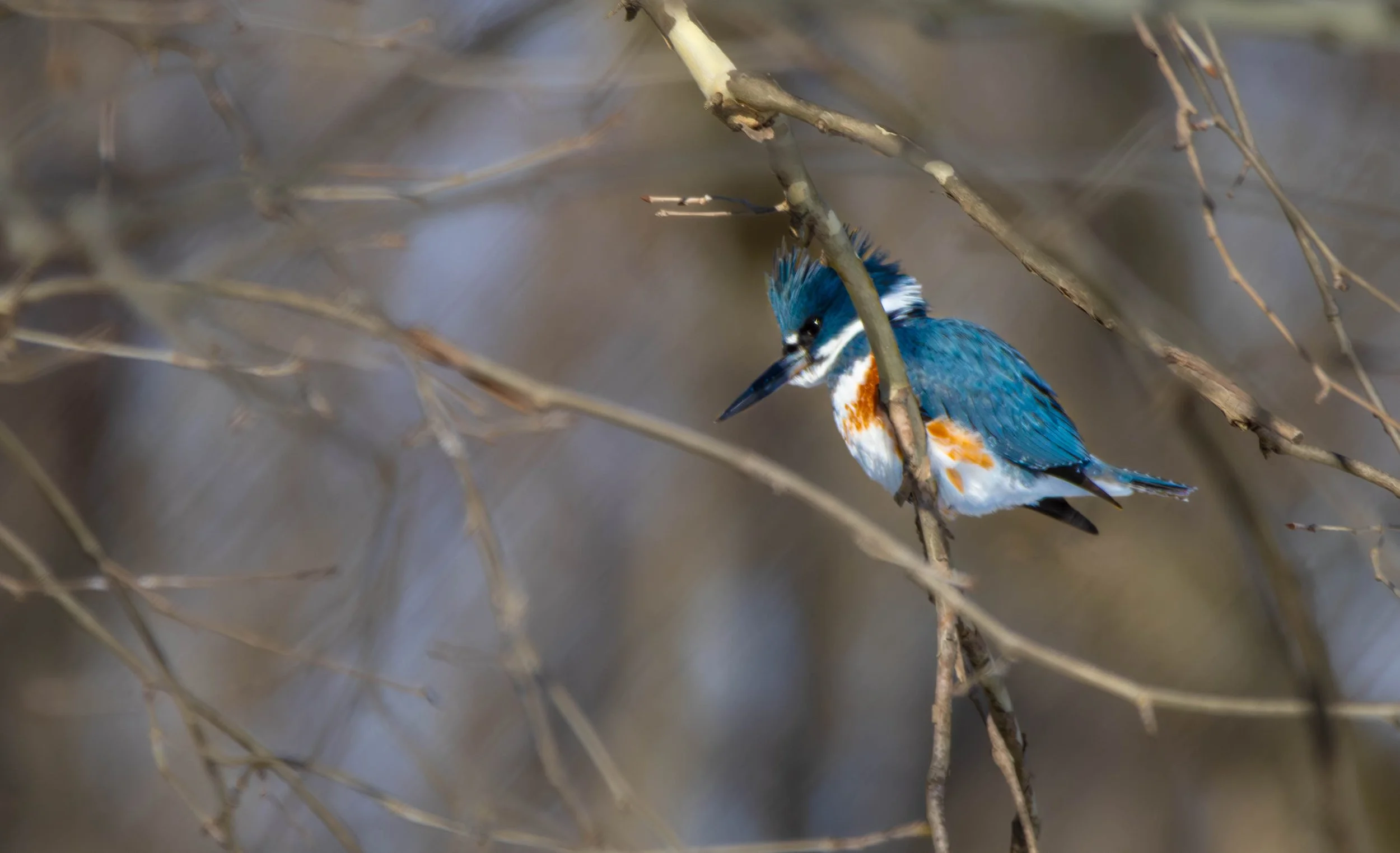 Belted Kingfisher