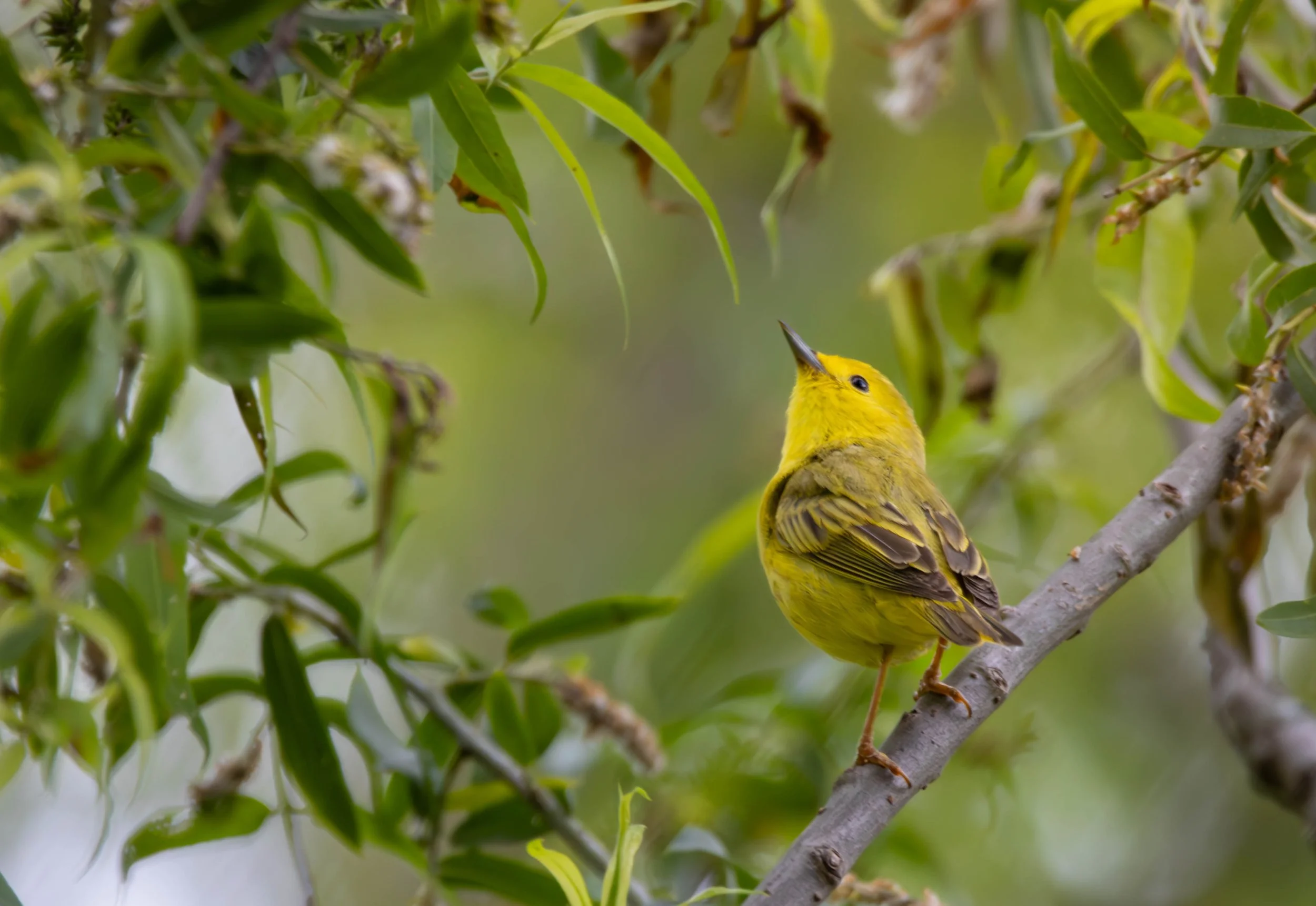 Yellow Warbler