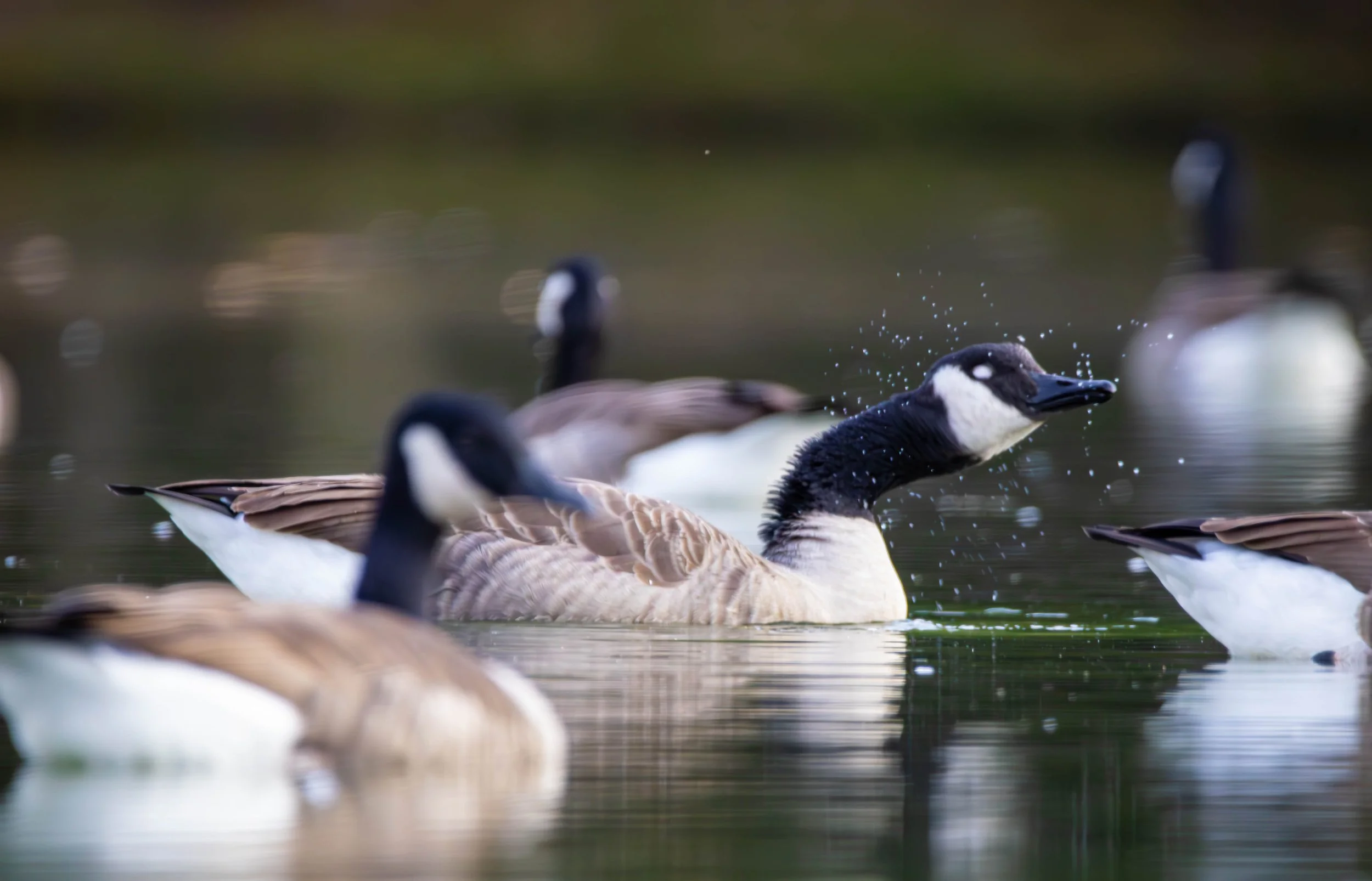 Canada Goose