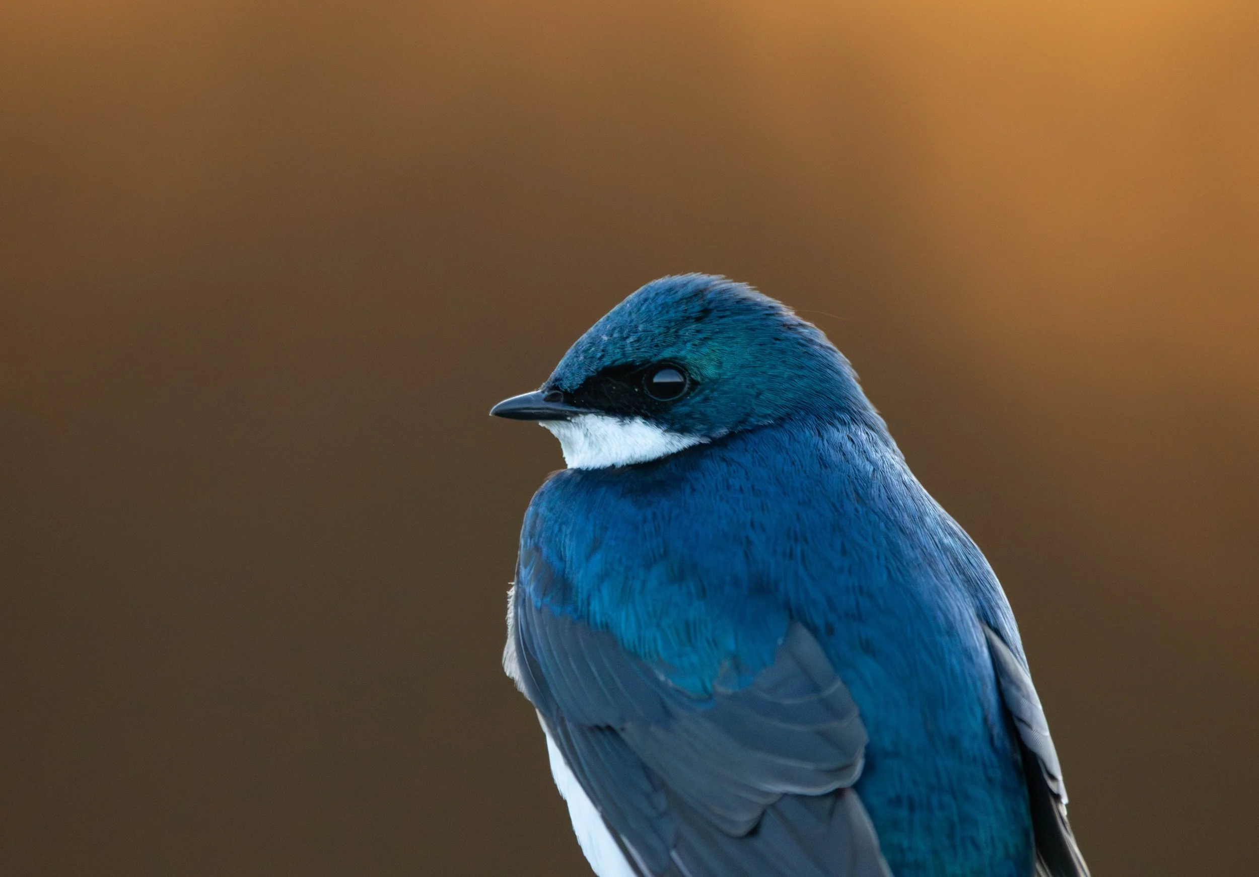 Tree Swallow
