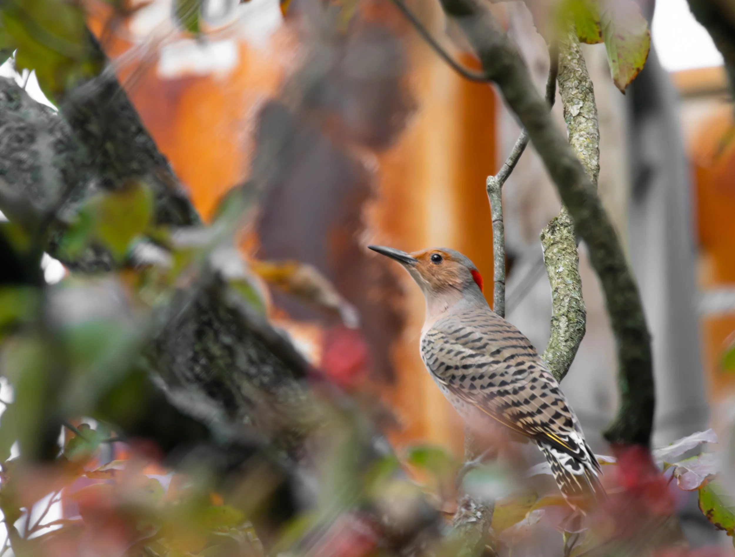 Northern Flicker