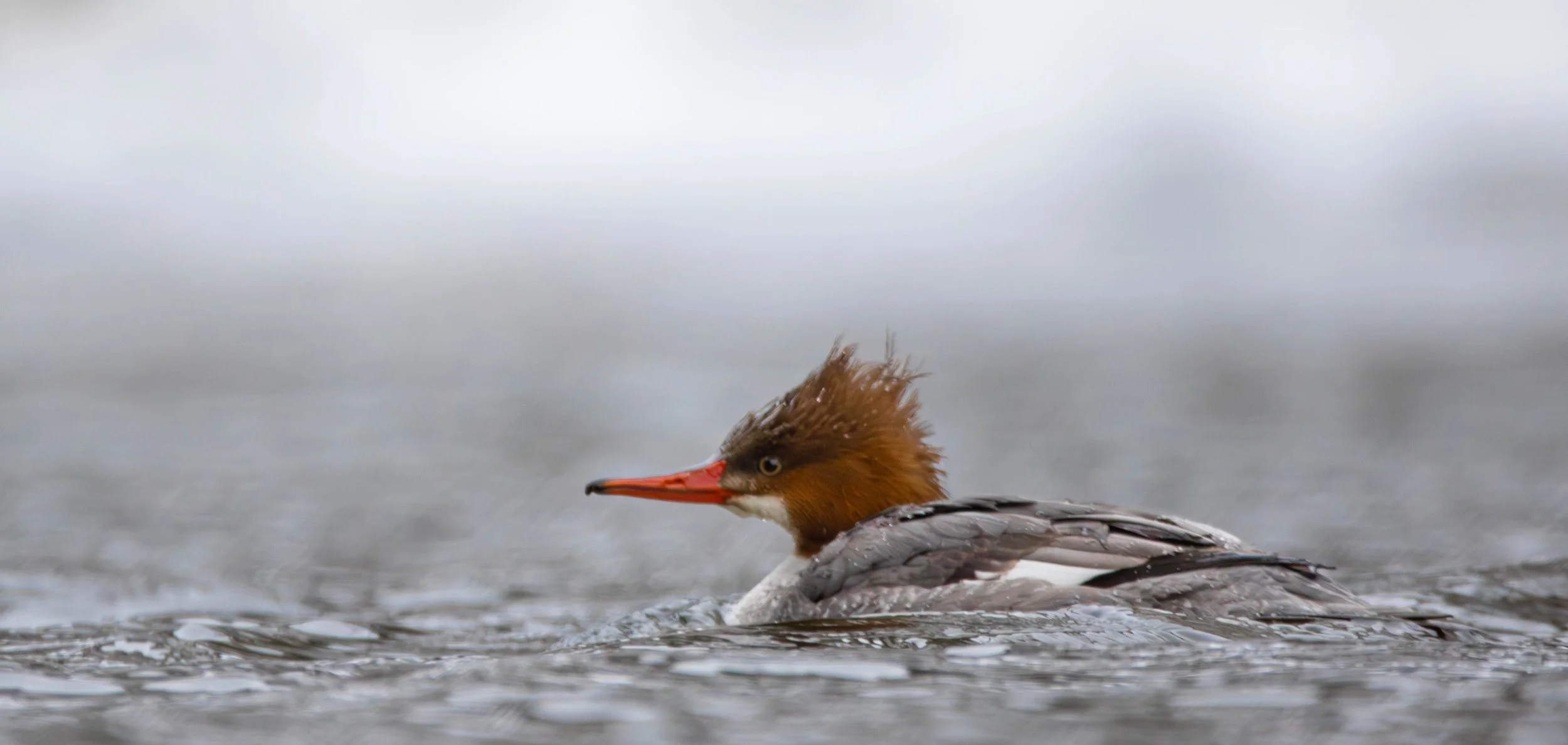 Common Merganser
