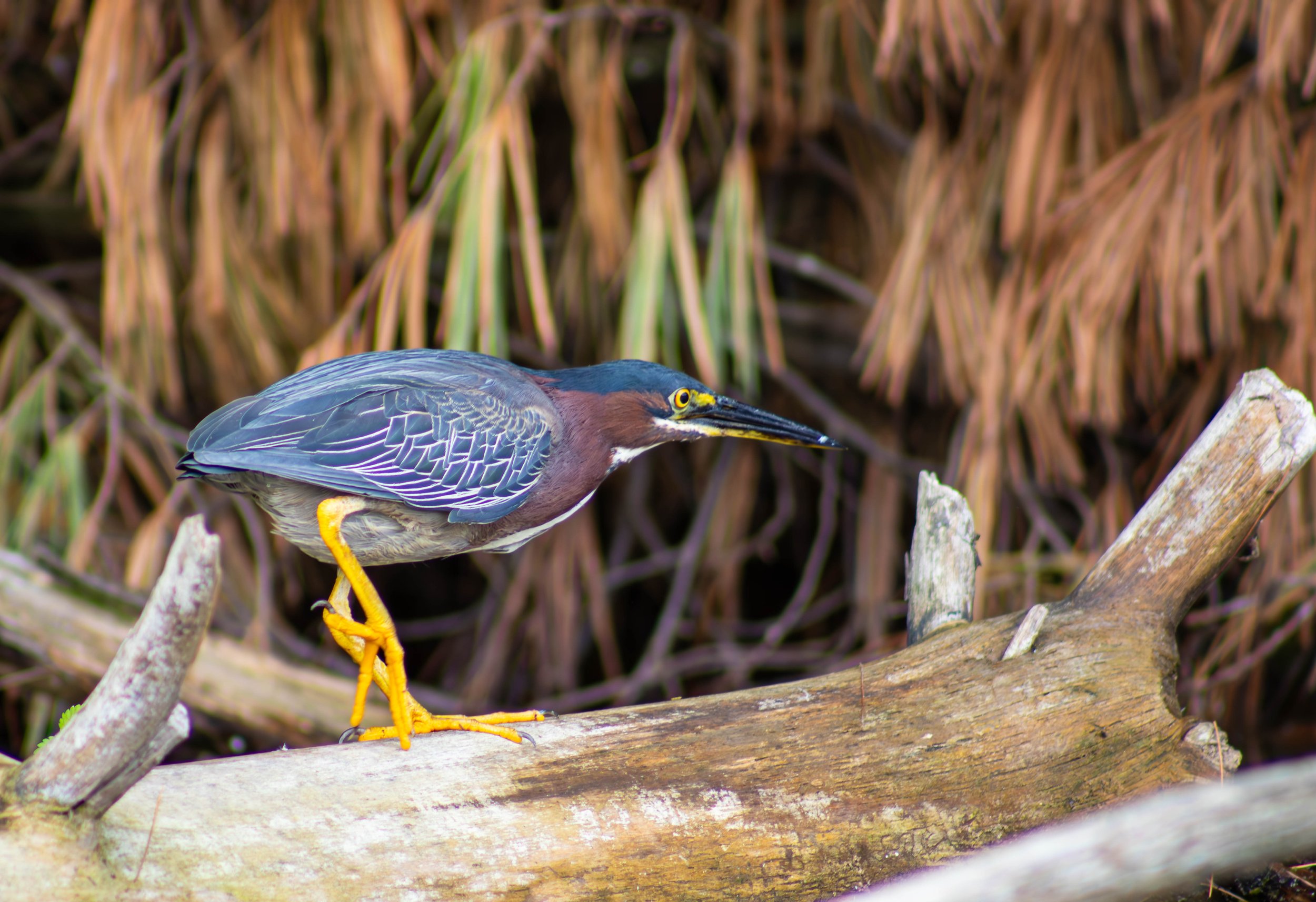 Green Heron