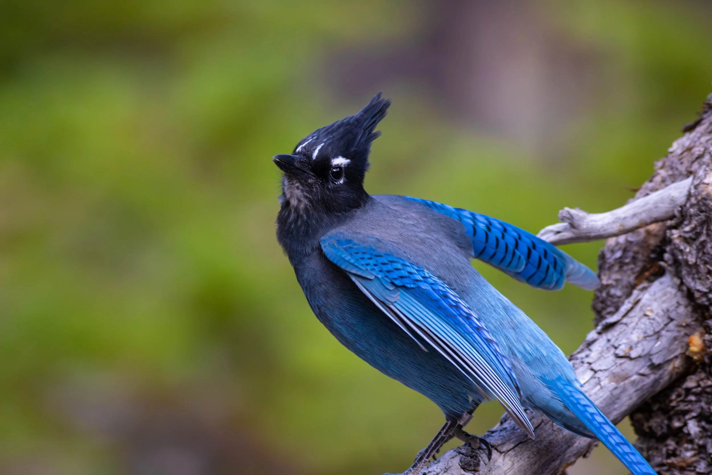 Steller's Jay