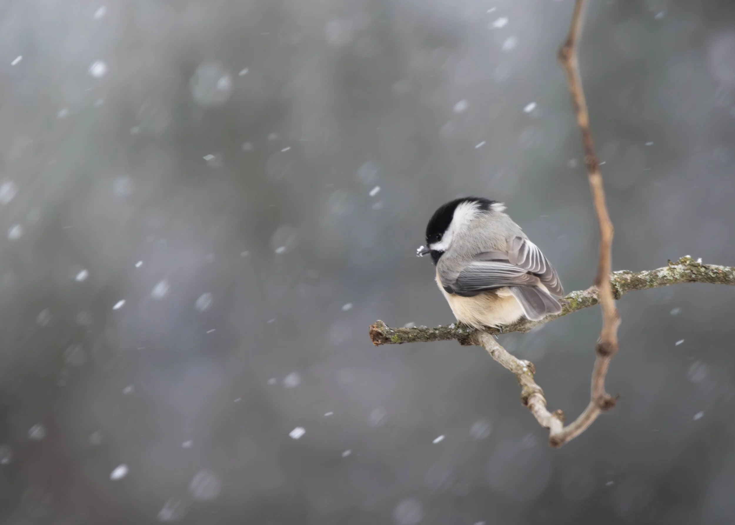Black-Capped Chickadee