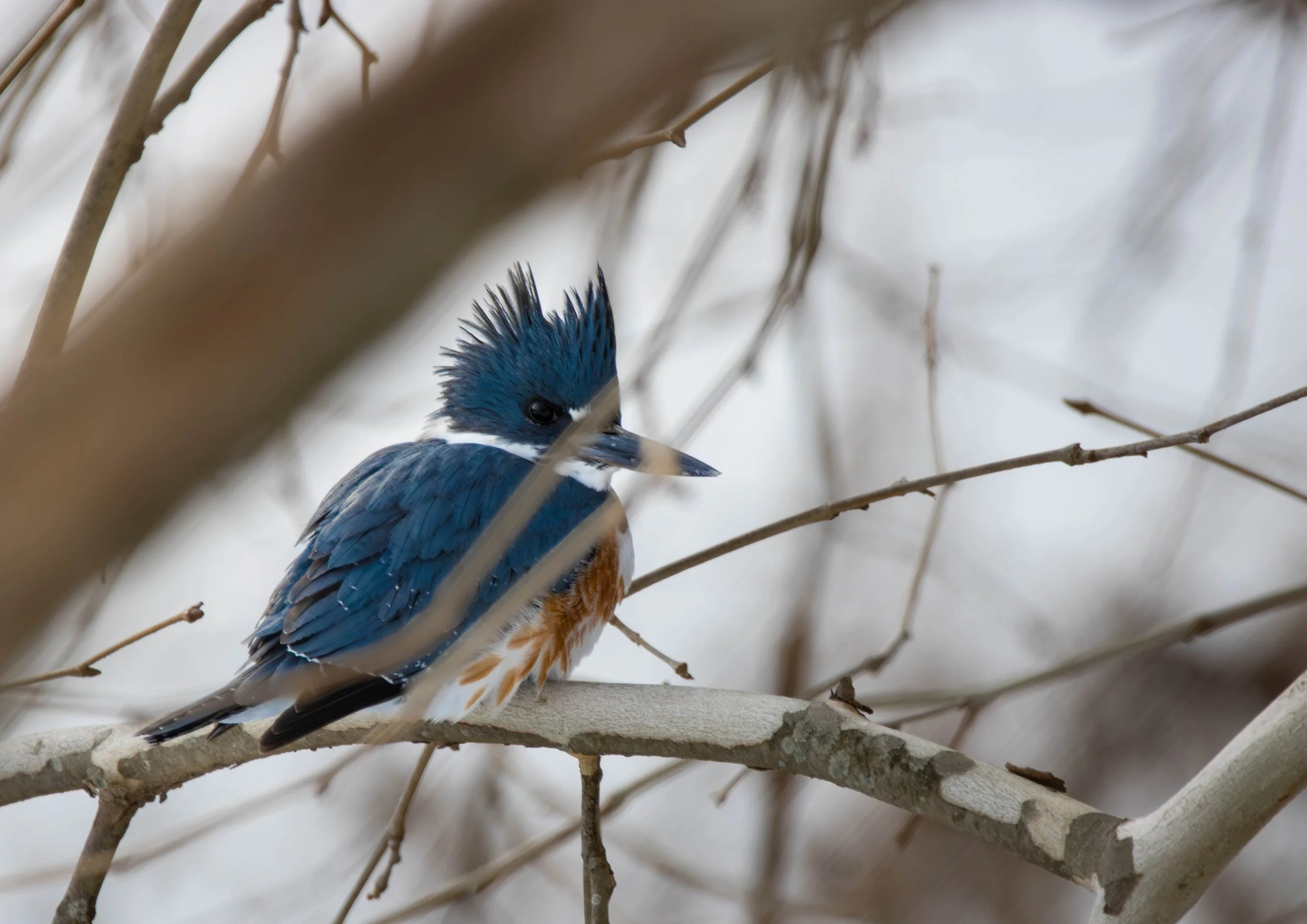 Belted Kingfisher