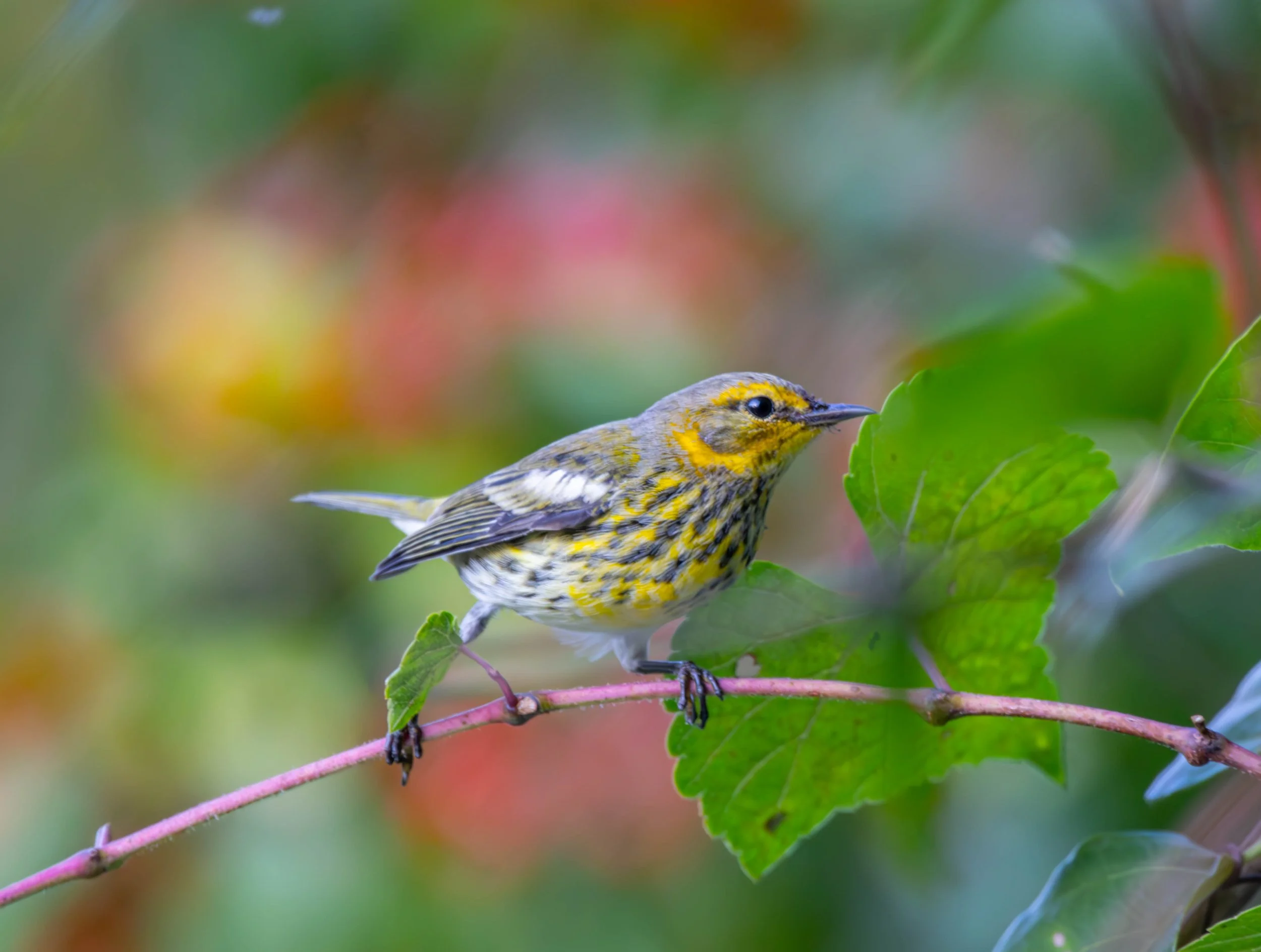 Cape May Warbler