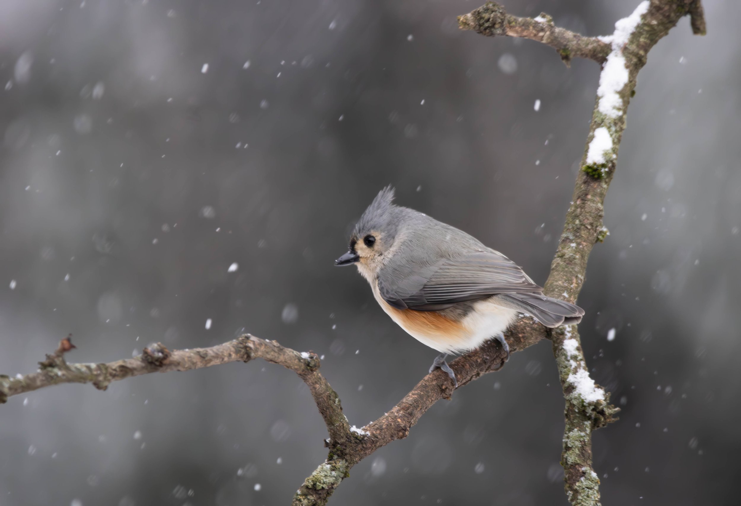 Tufted Titmouse