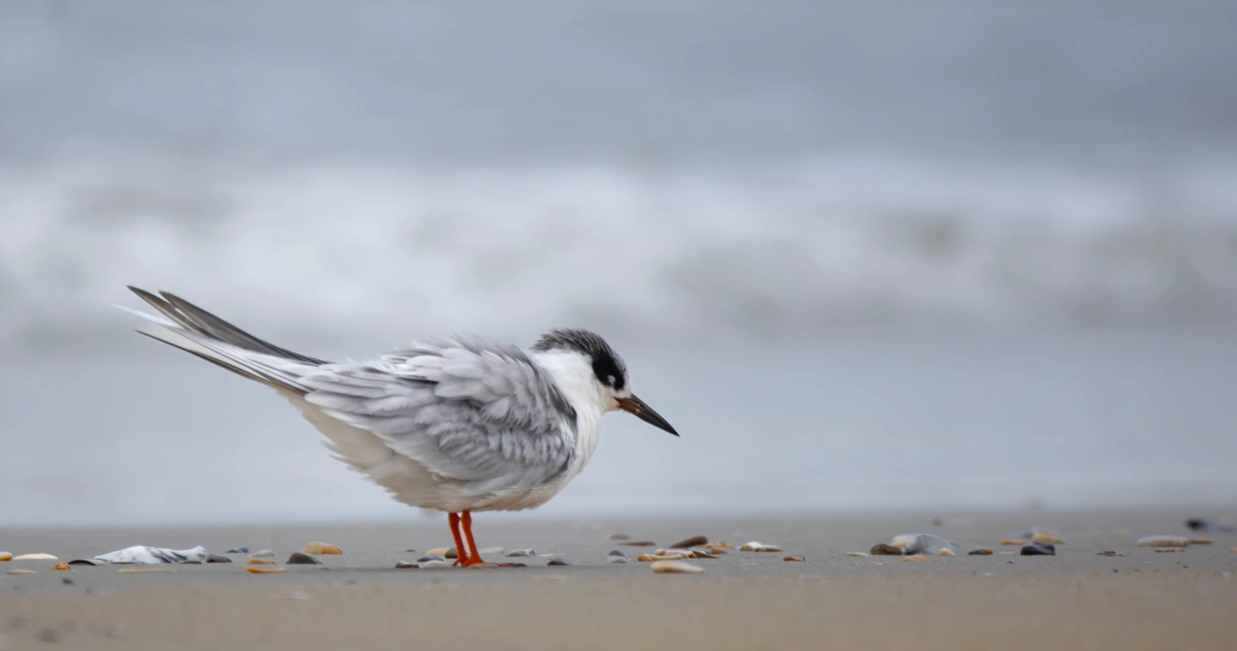 Forster's Tern