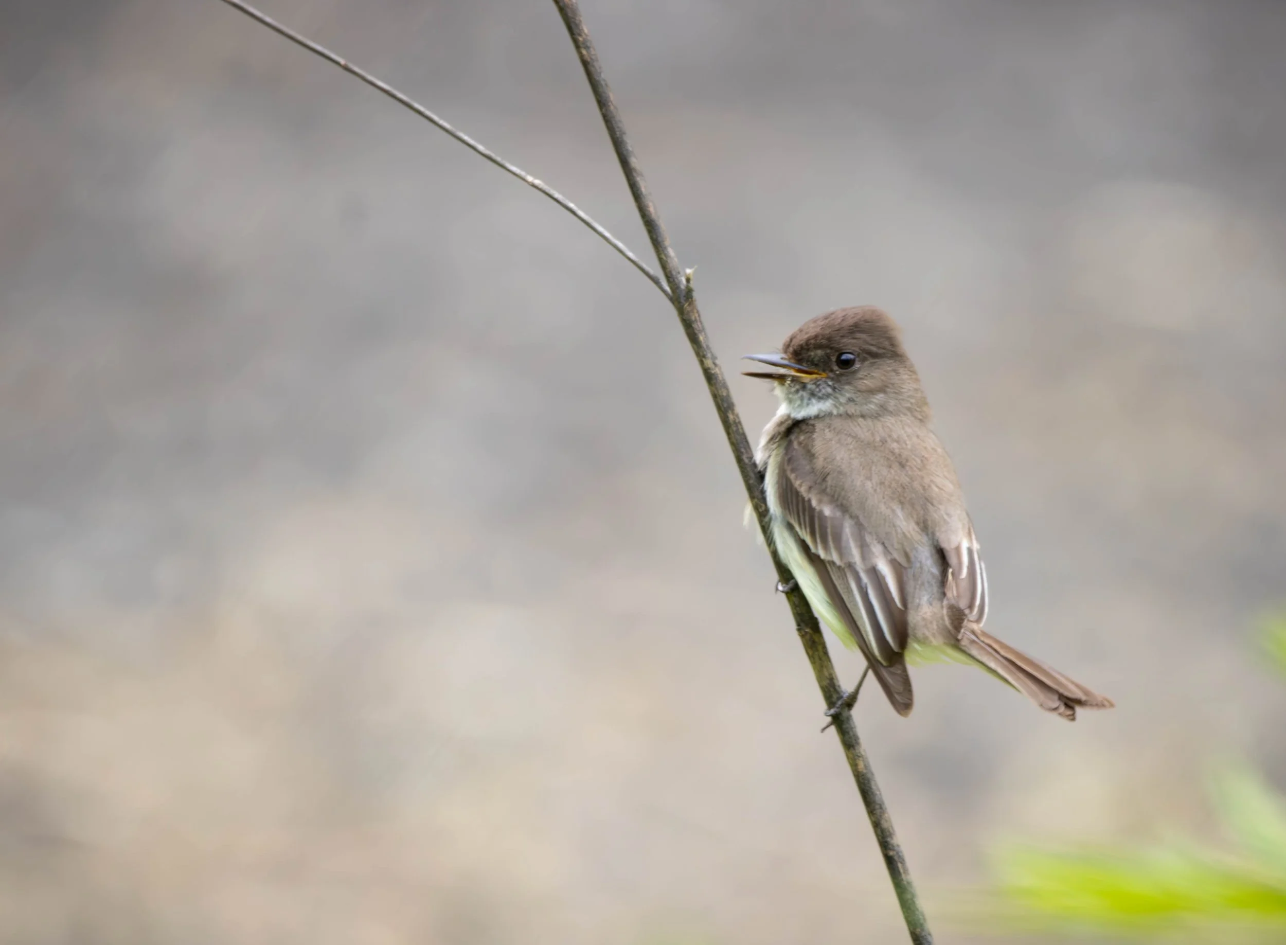 Eastern Phoebe