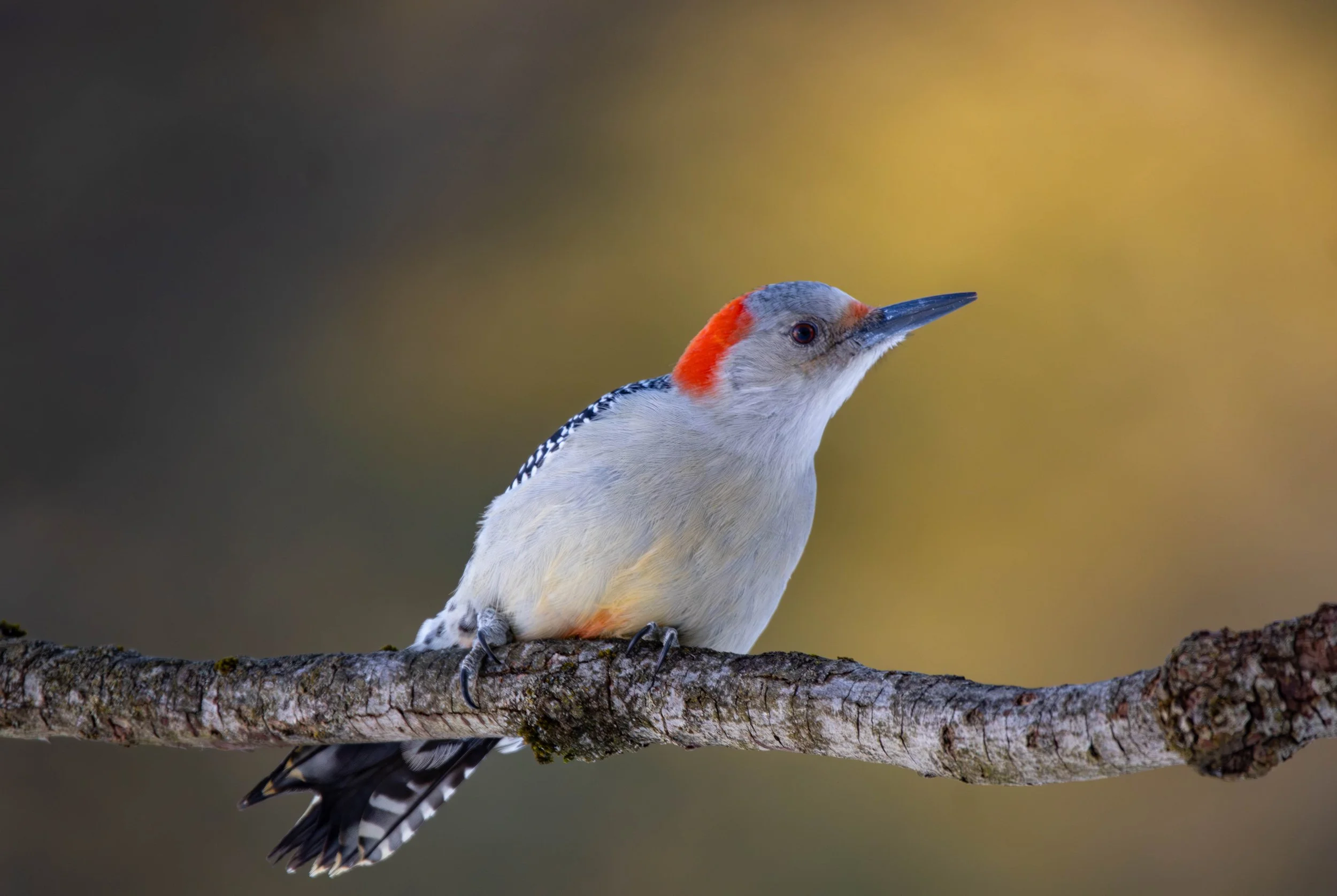 Red-bellied Woodpecker