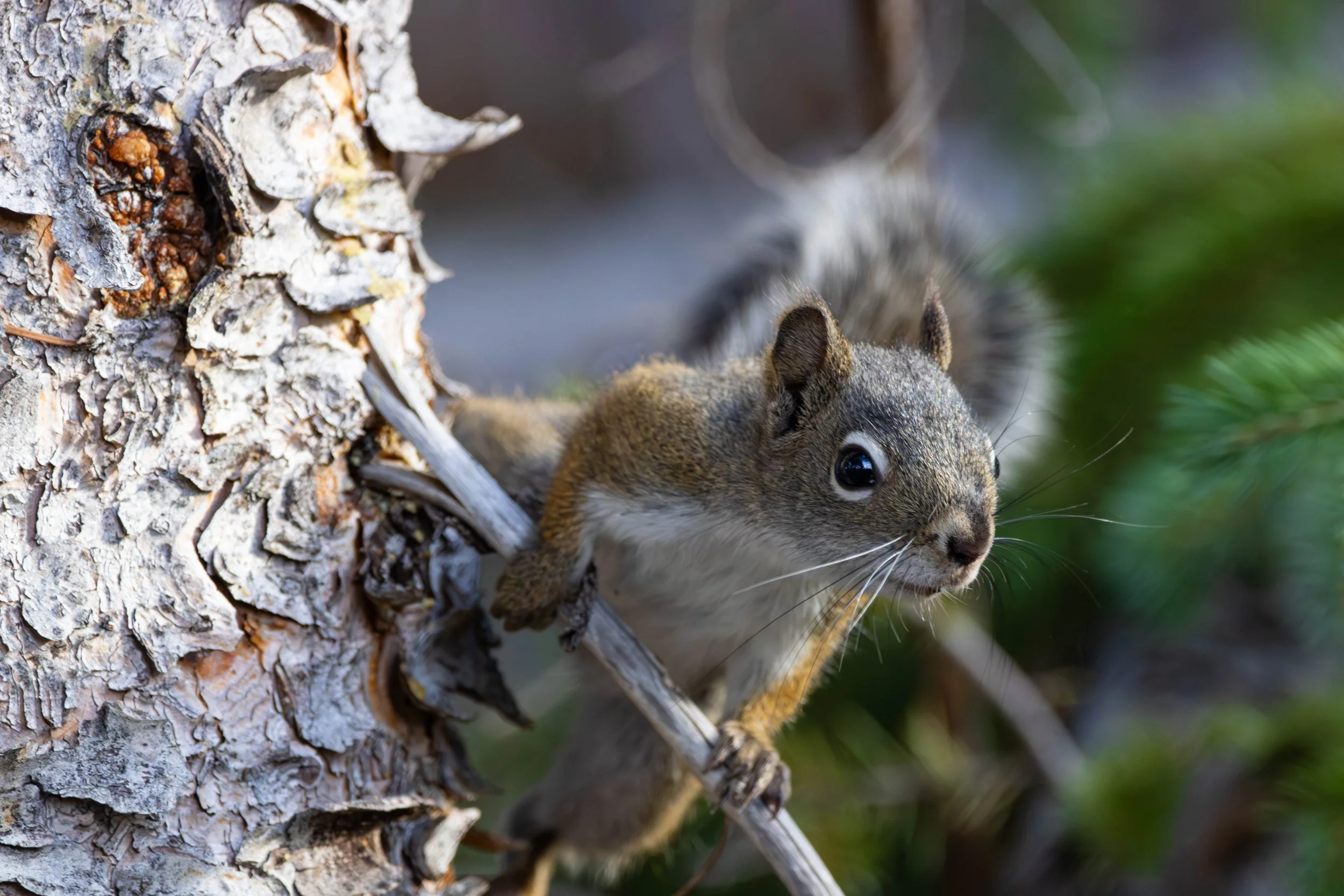 Pine Squirrel