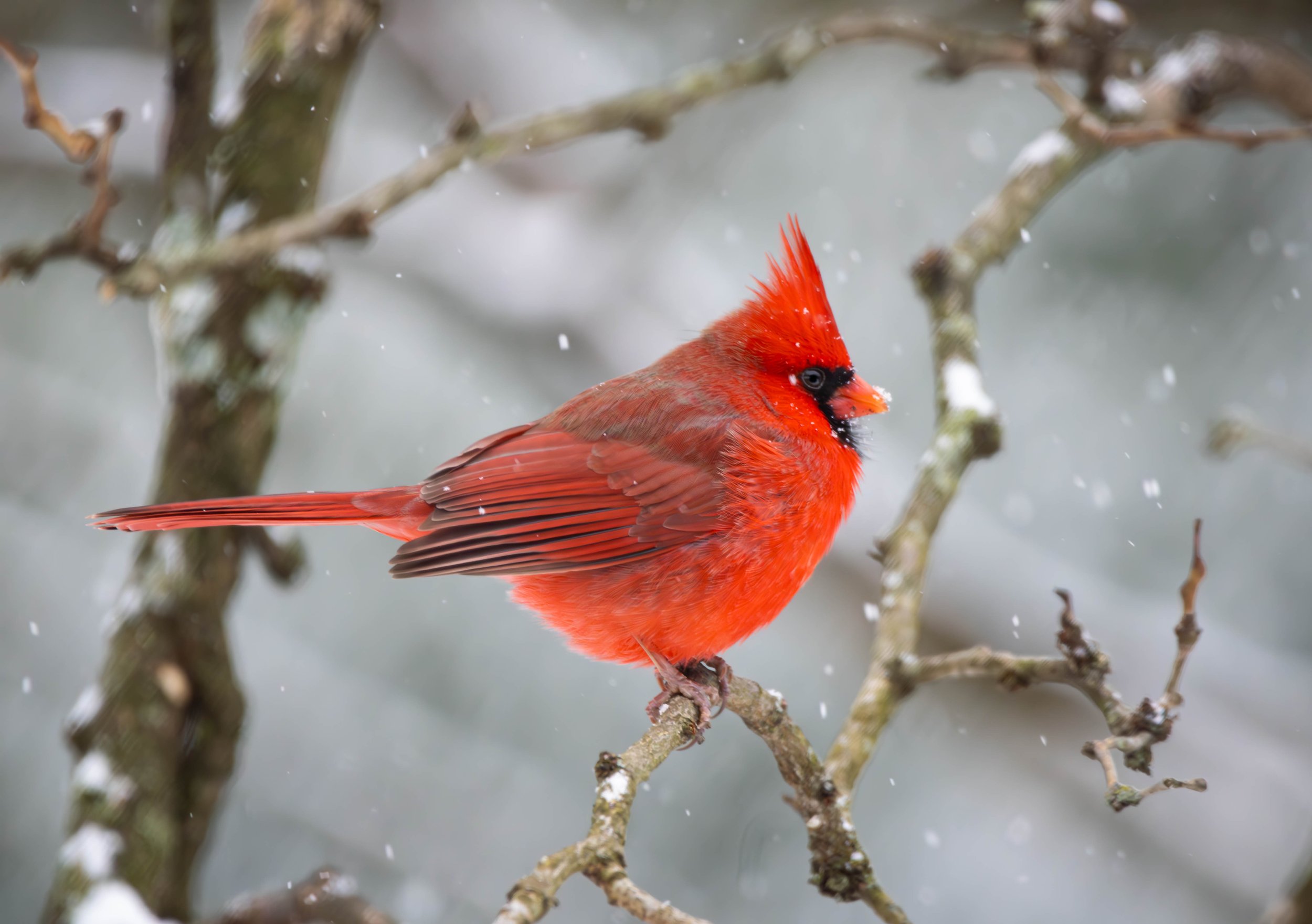 Northern Cardinal