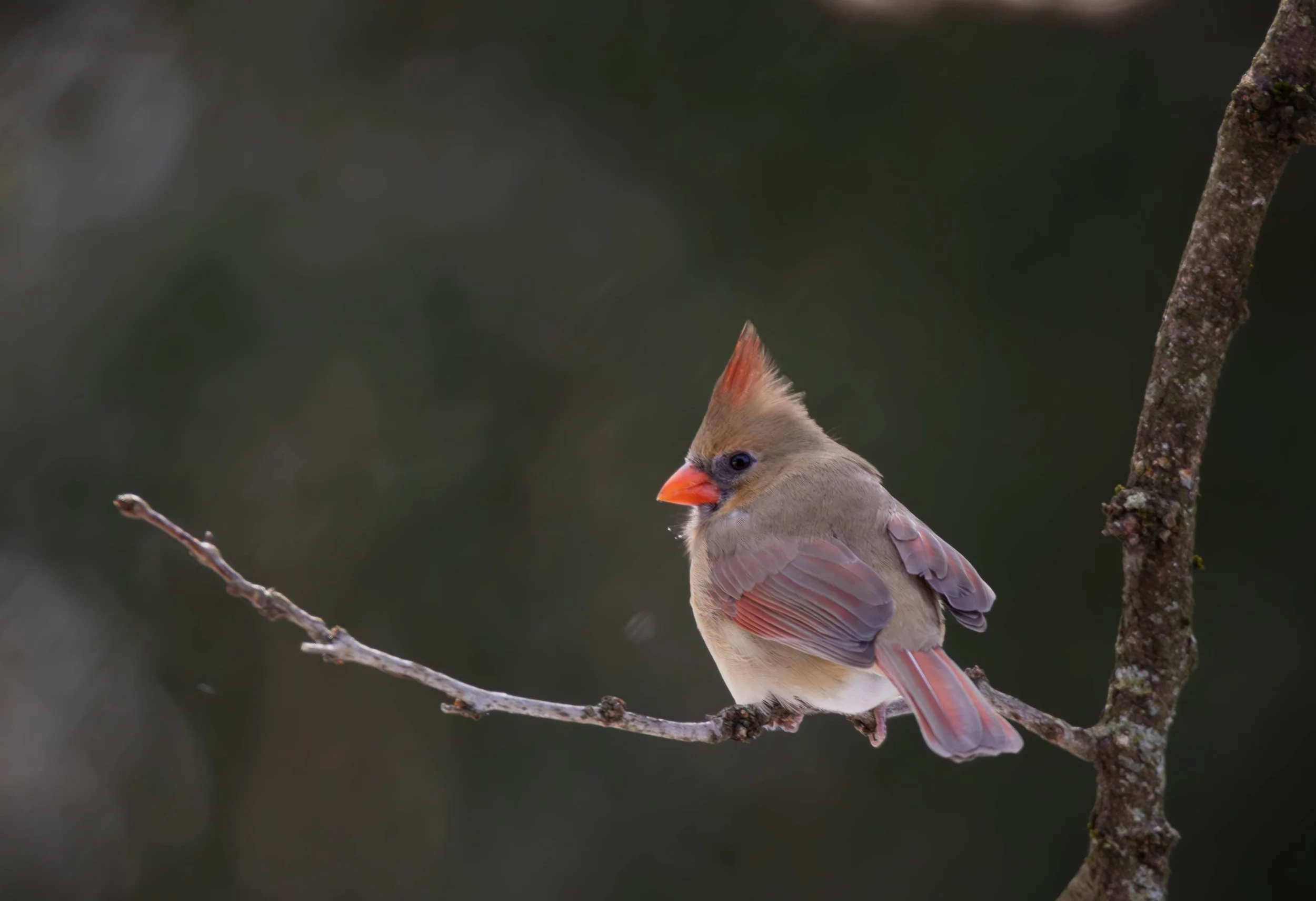 Northern Cardinal 