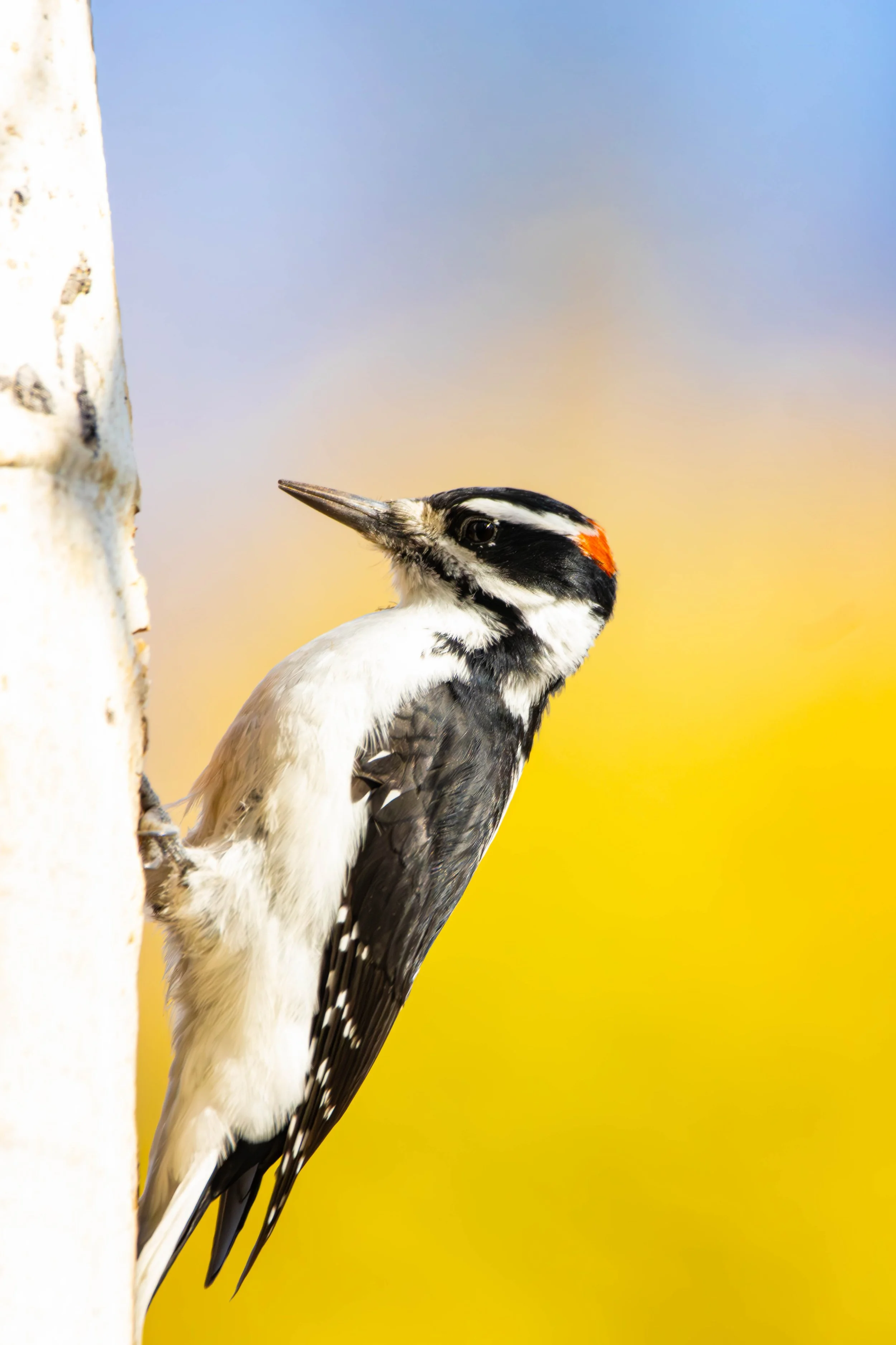 Hairy Woodpecker