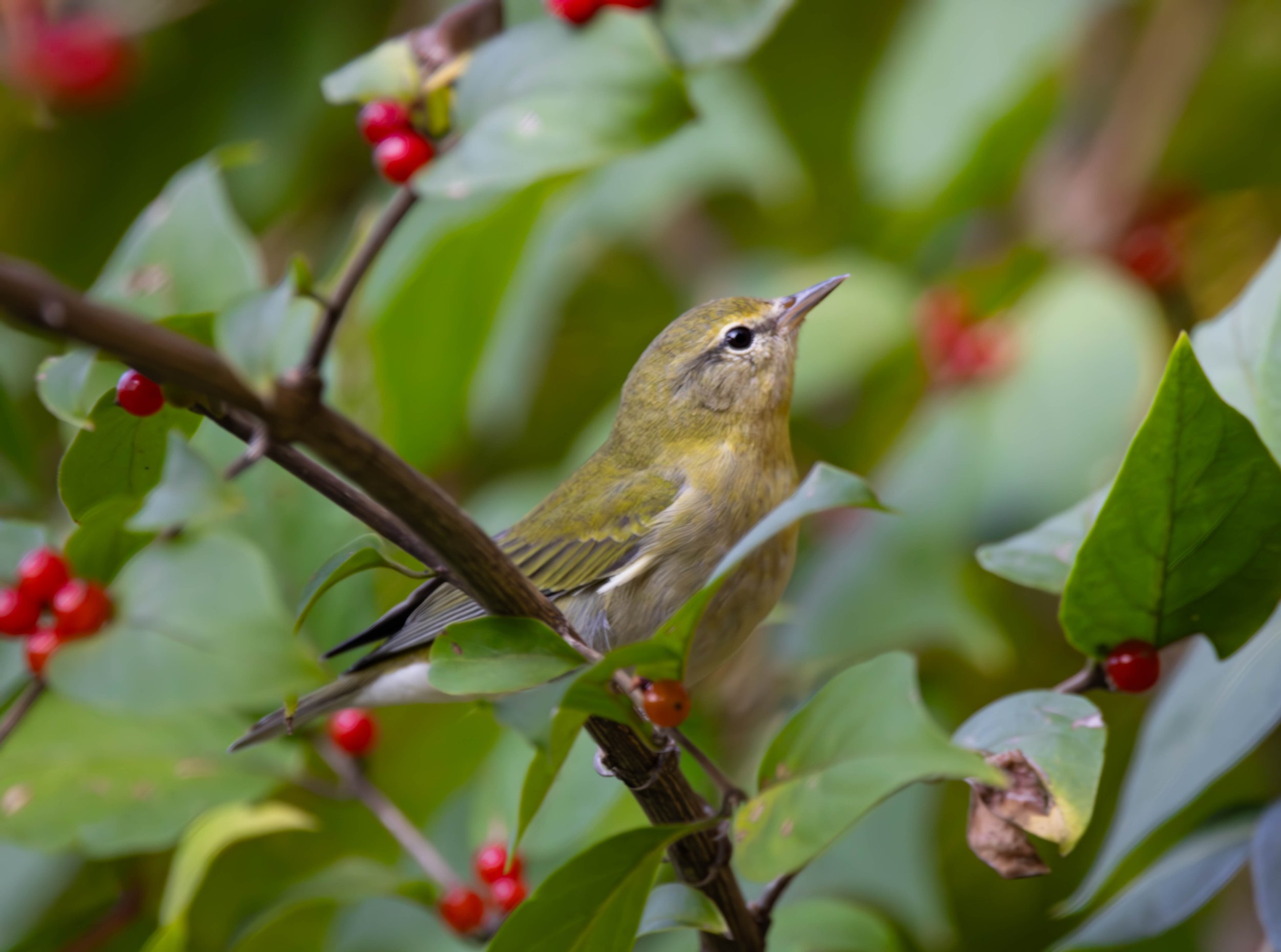 Tennessee Warbler