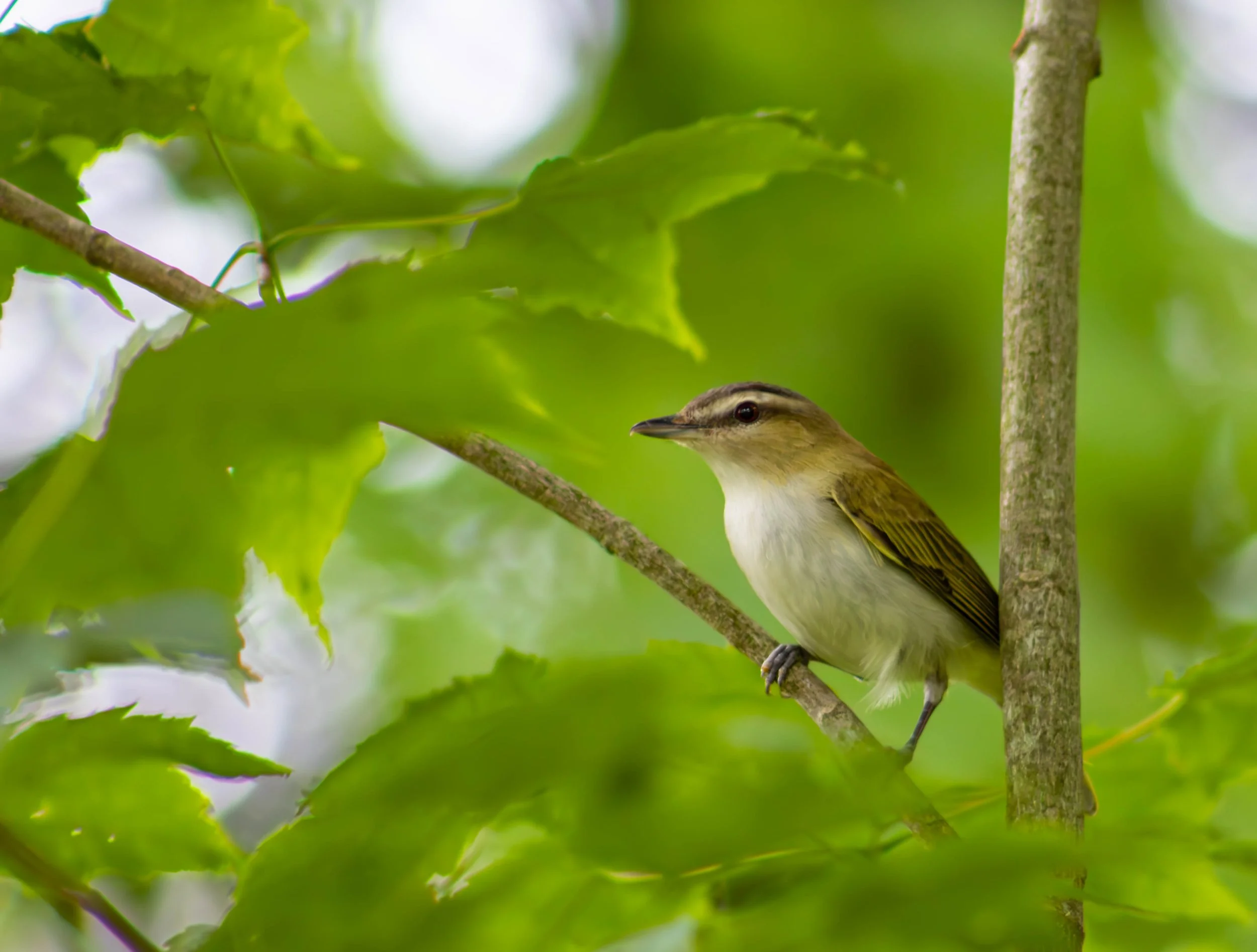 Red-eyed Vireo