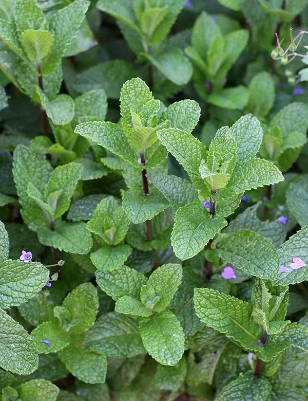 Spearmint