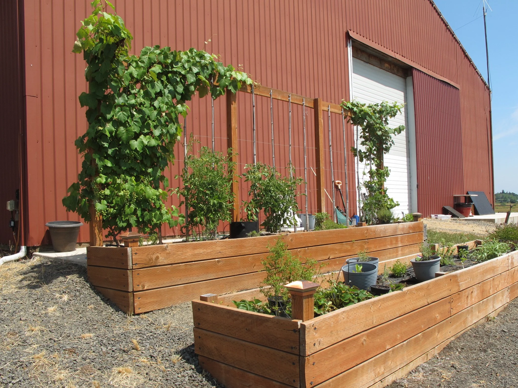 Raised bed herb garden with plants climbing on posts, in front of red barn.