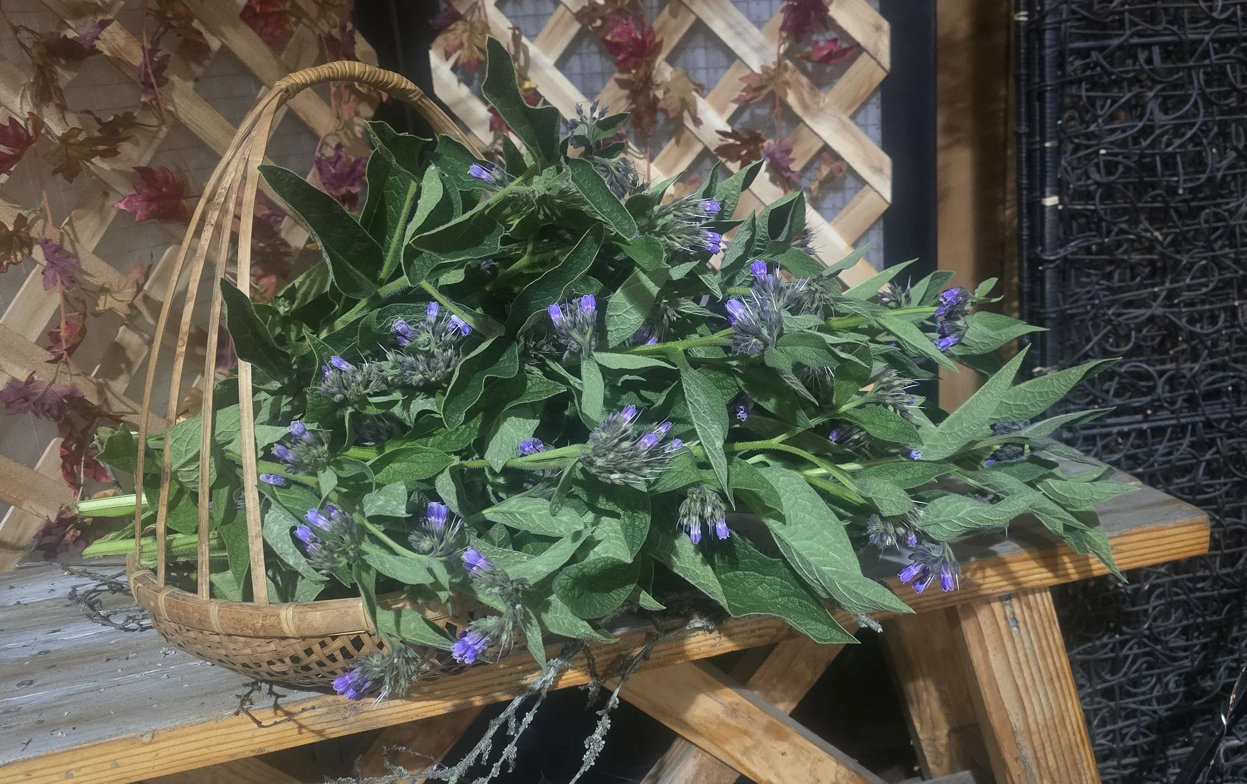 Comfrey Flower Basket.jpg