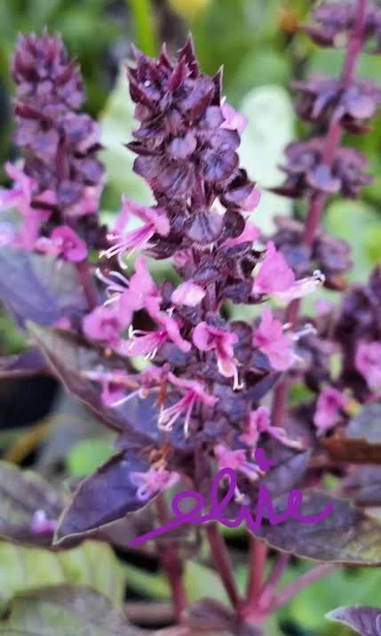 Basil Purple.jpg
