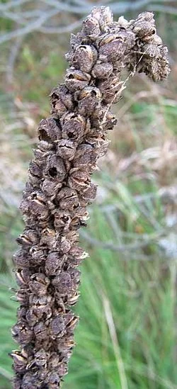 mullein dried stalk.jpg