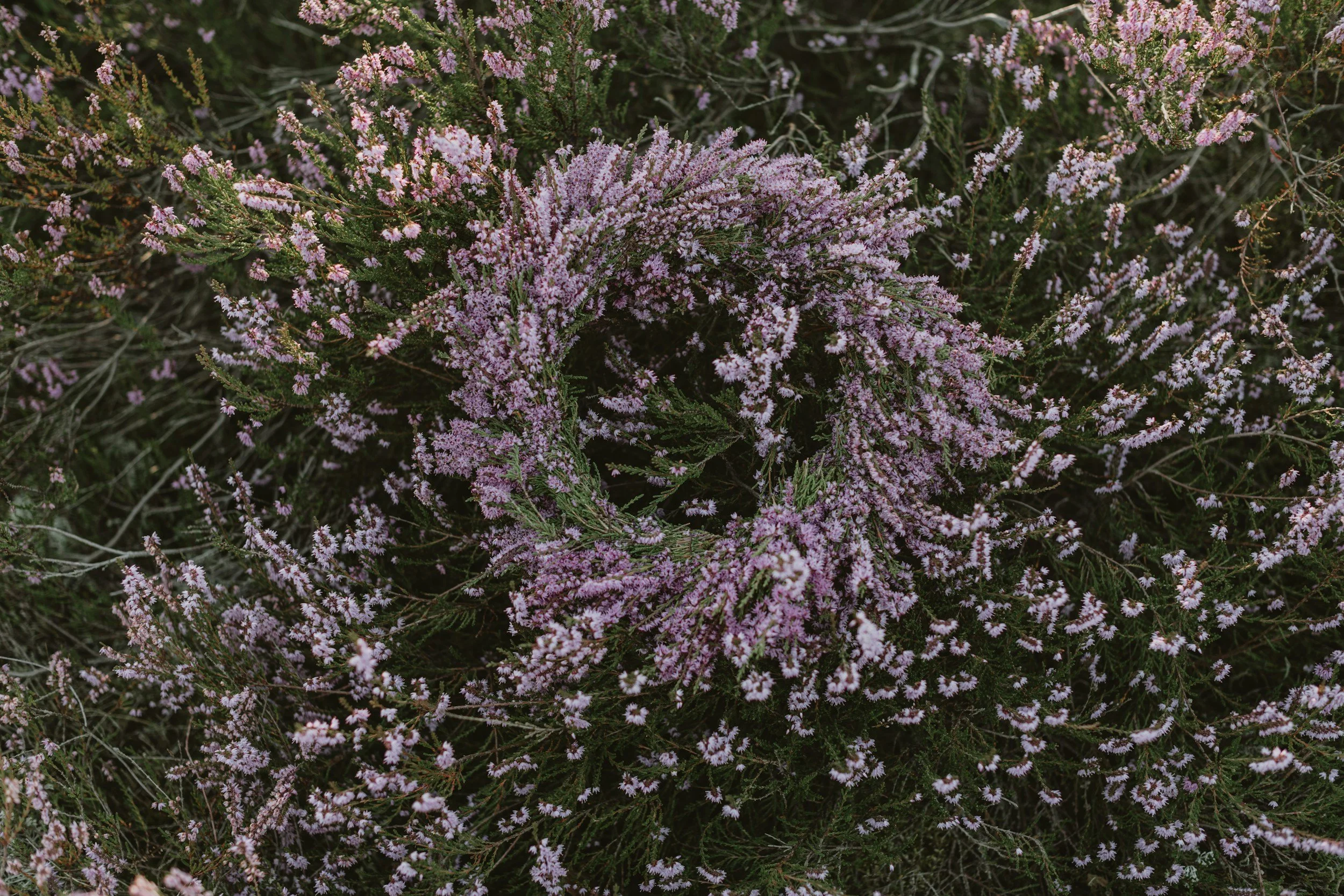 Pink and purple heather flowers forming a circular pattern on a bush