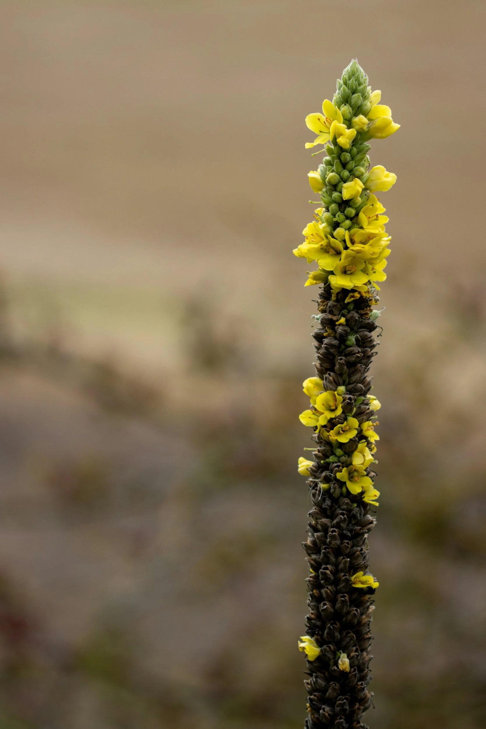 Close-up of a tall, mullein stalk with yellow flowers blooming along the length of the stem, gradually turning darker towards the bottom.