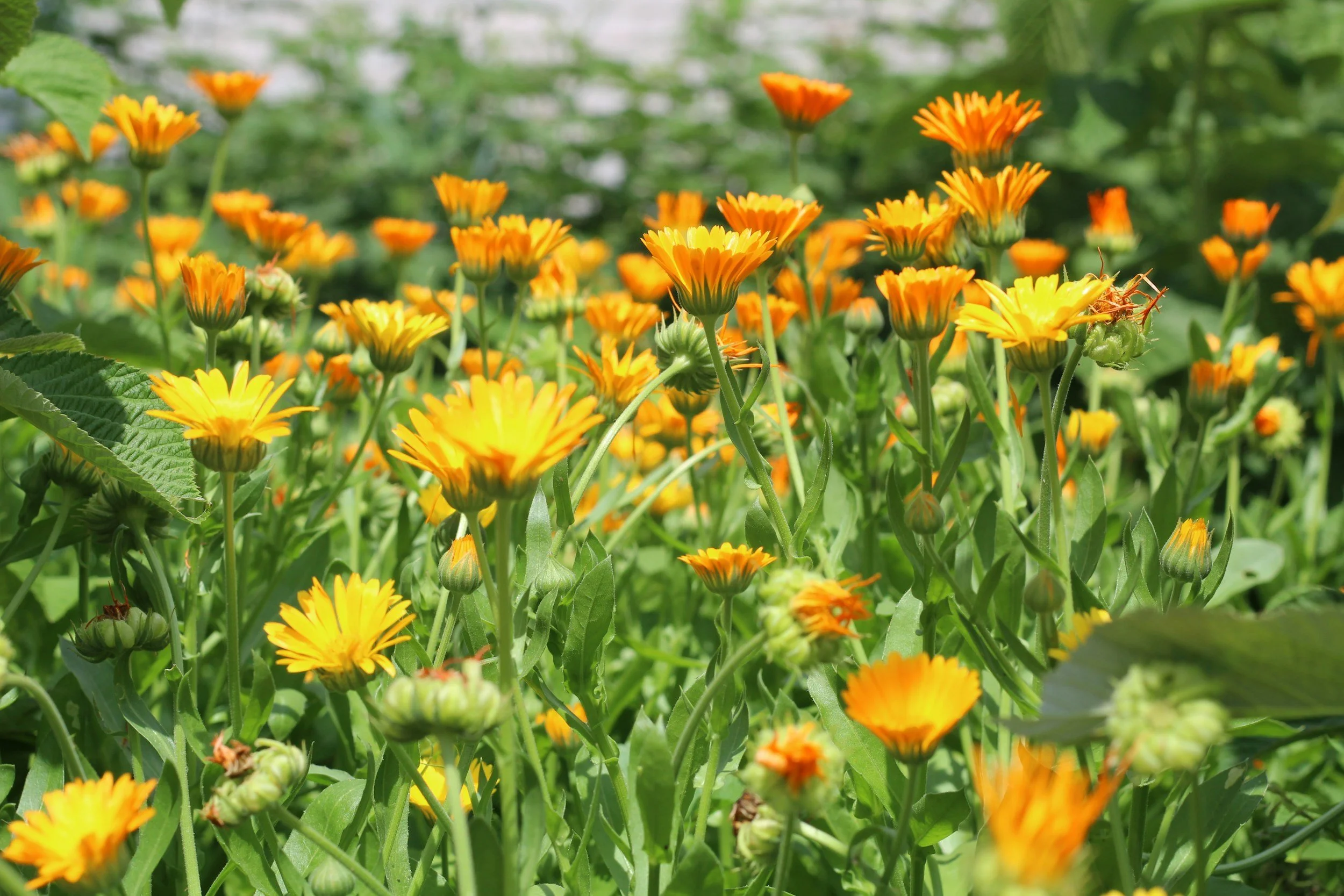 Close-up of orange and yellow calendula flowers in a garden with green leaves.