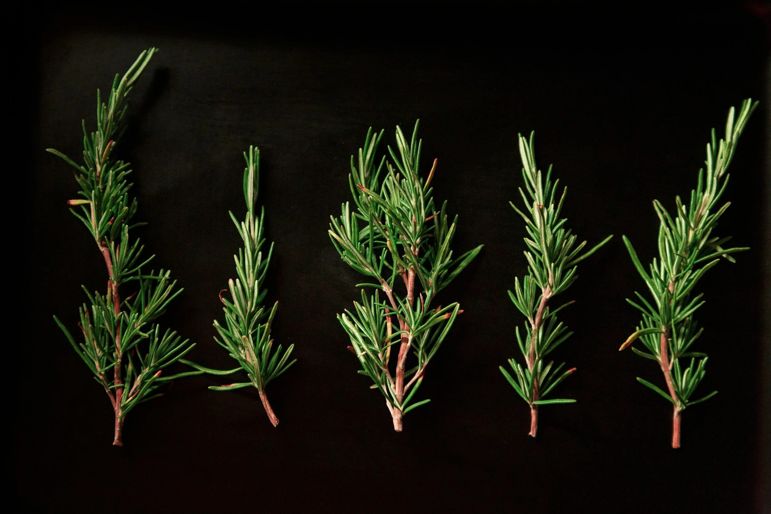 Four sprigs of fresh rosemary with green needle-like leaves on thin brown stems, arranged on a black background.