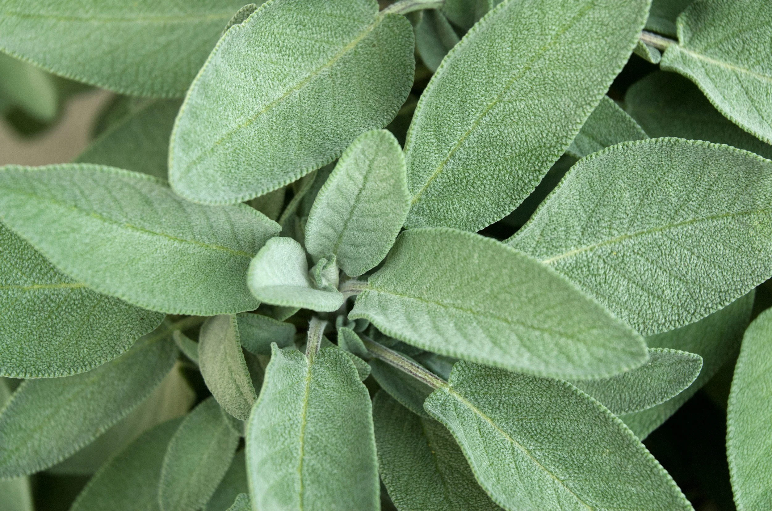 Close-up of green sage leaves with textured surface.