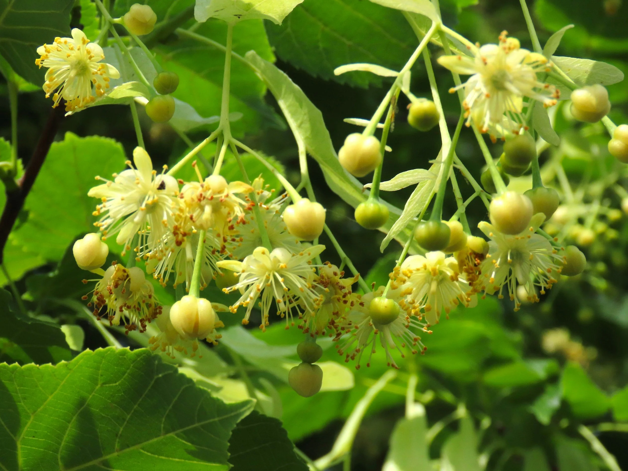 Close-up of blooming yellow linden flowers and green buds on a tree with green leaves.