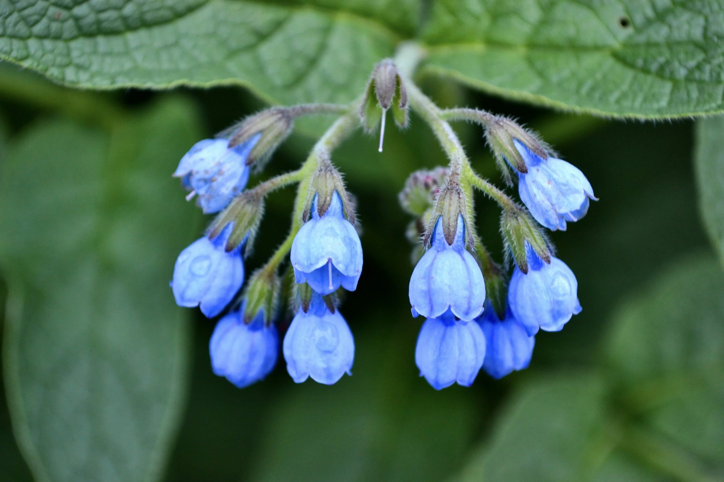 Close-up of small blue flowers hanging from a green stem with large green leaves in the background.