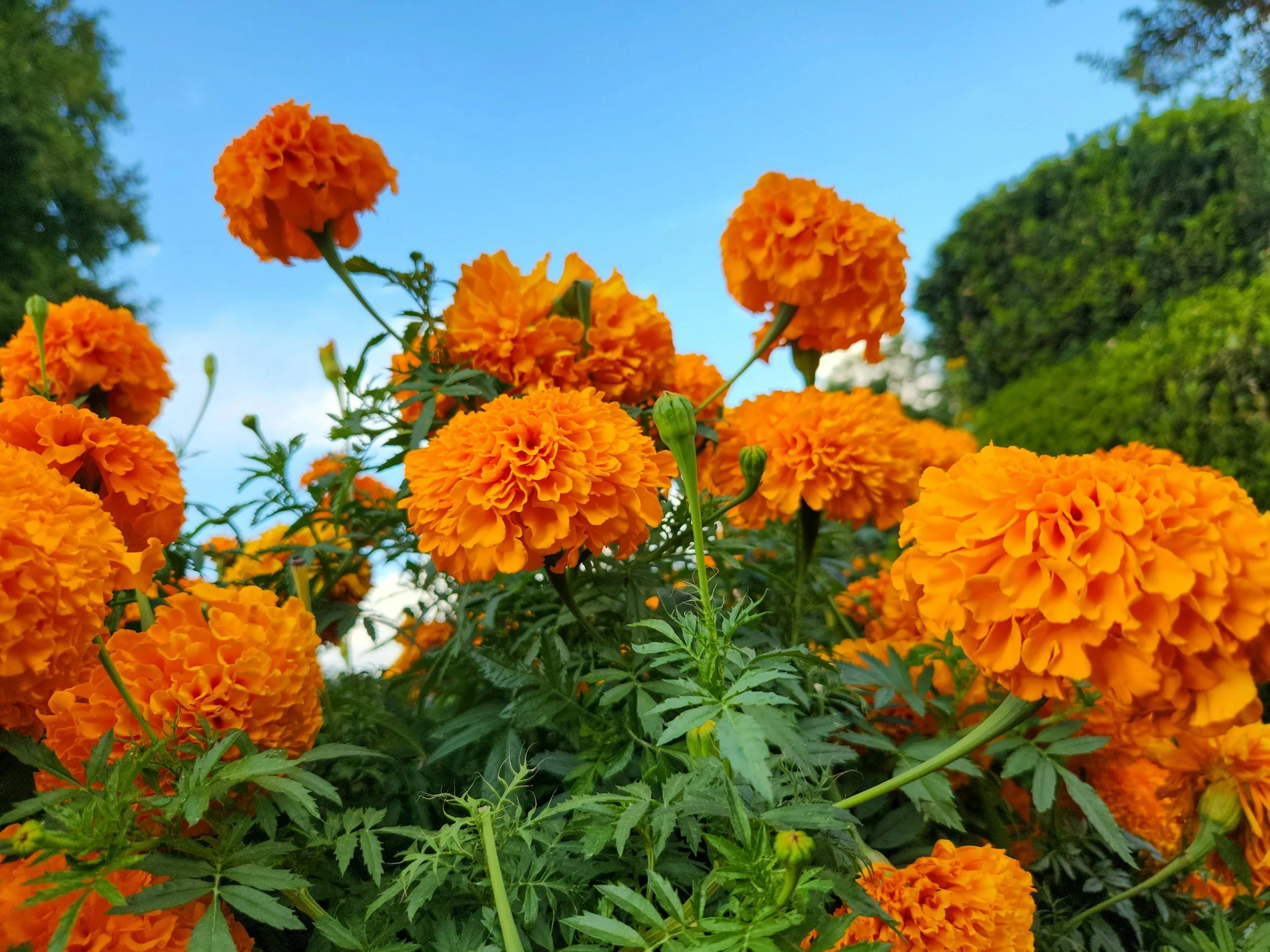 Close-up of vibrant orange marigold flowers against a clear blue sky with some green trees in the background.