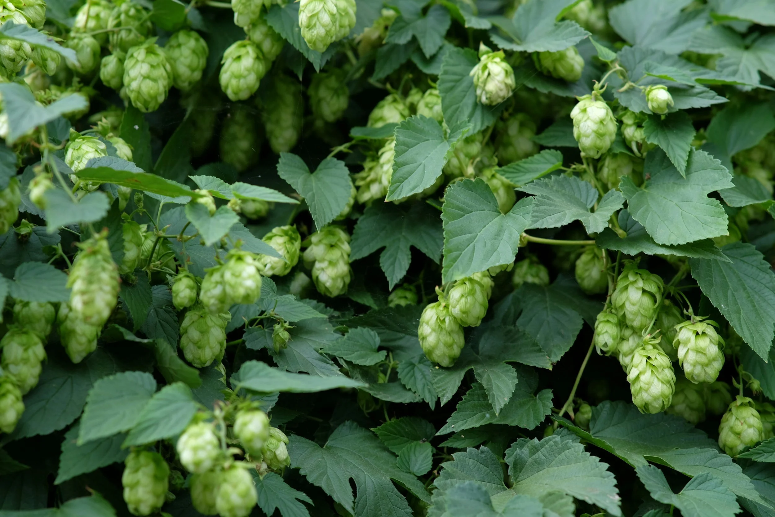 Green hop cones growing among large green leaves on a vine.