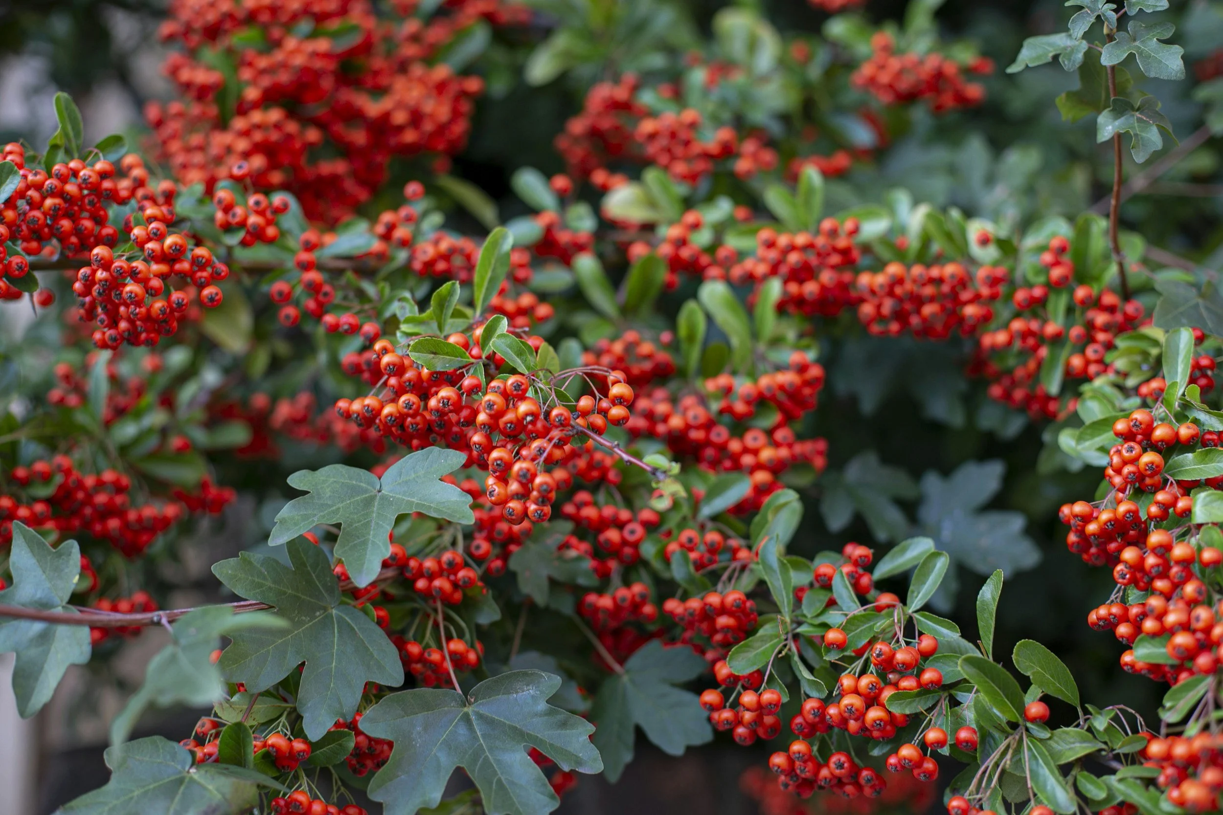Close-up of a holly bush with bright red berries and green spiky leaves.