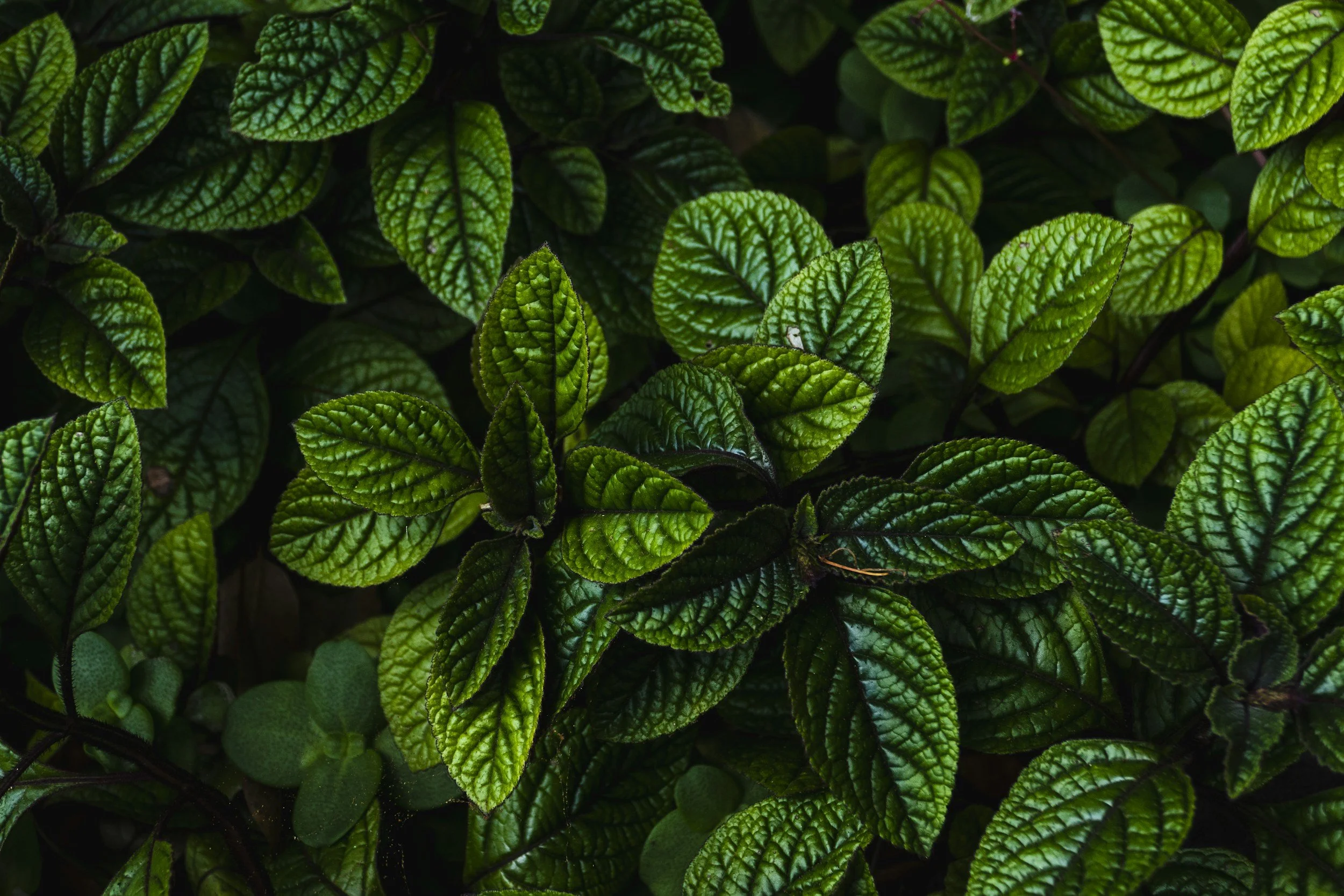 Close-up of lush green, textured leaves with dark veins.