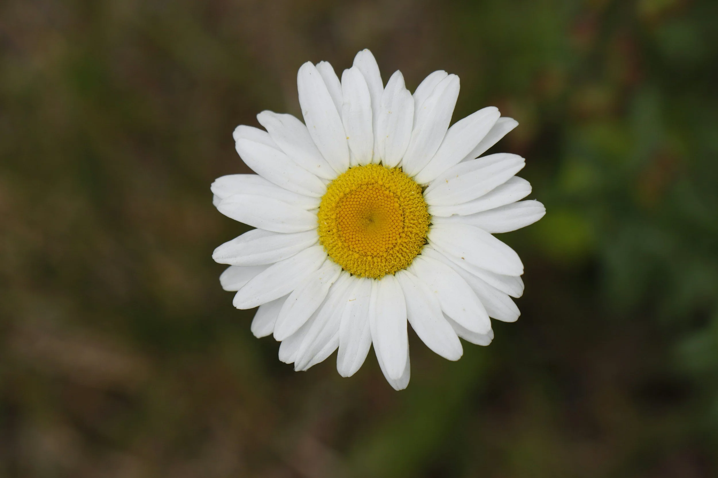 Close-up of a single white daisy flower with a yellow center against a blurred natural background.