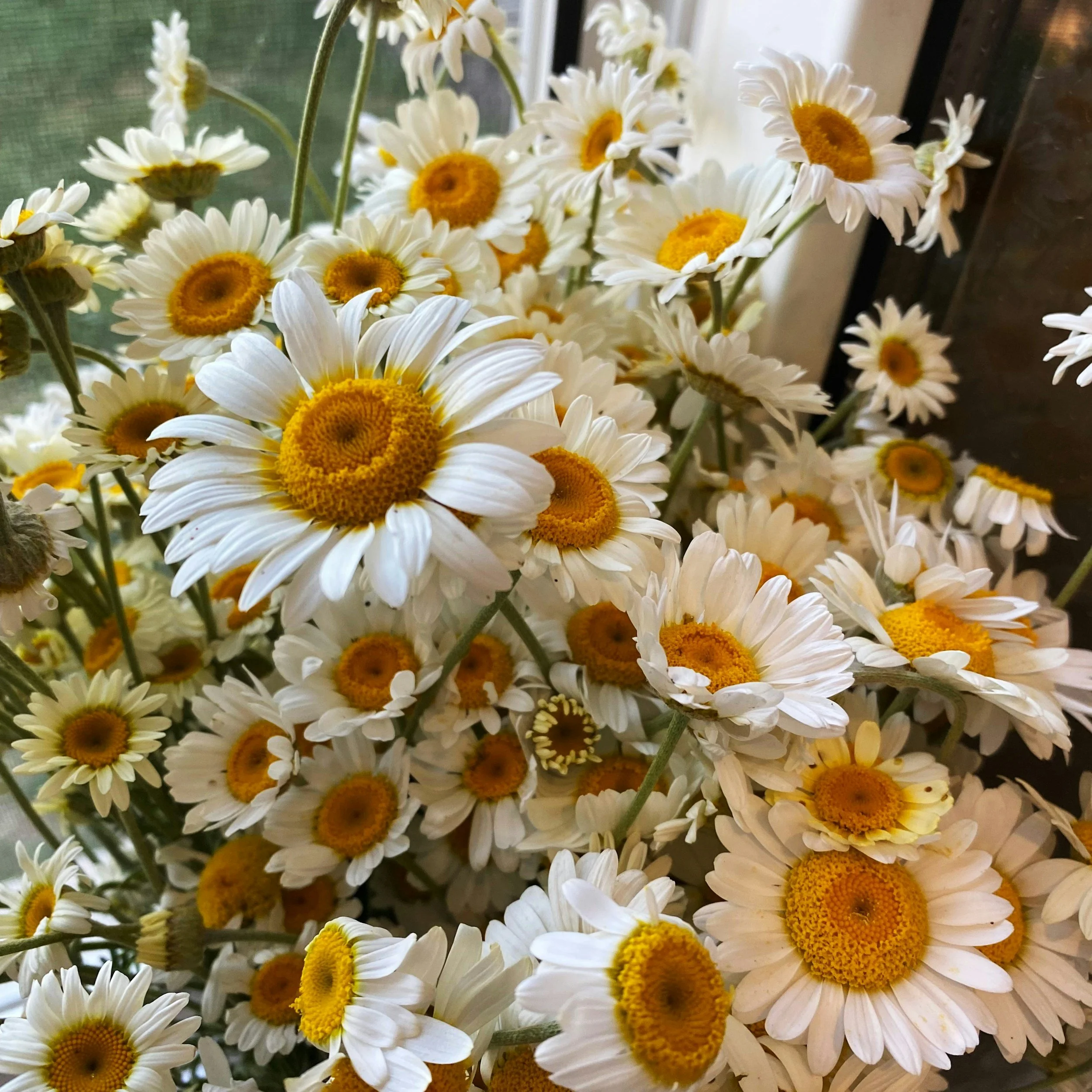 A close-up of a bouquet of white daisies with yellow centers near a window.