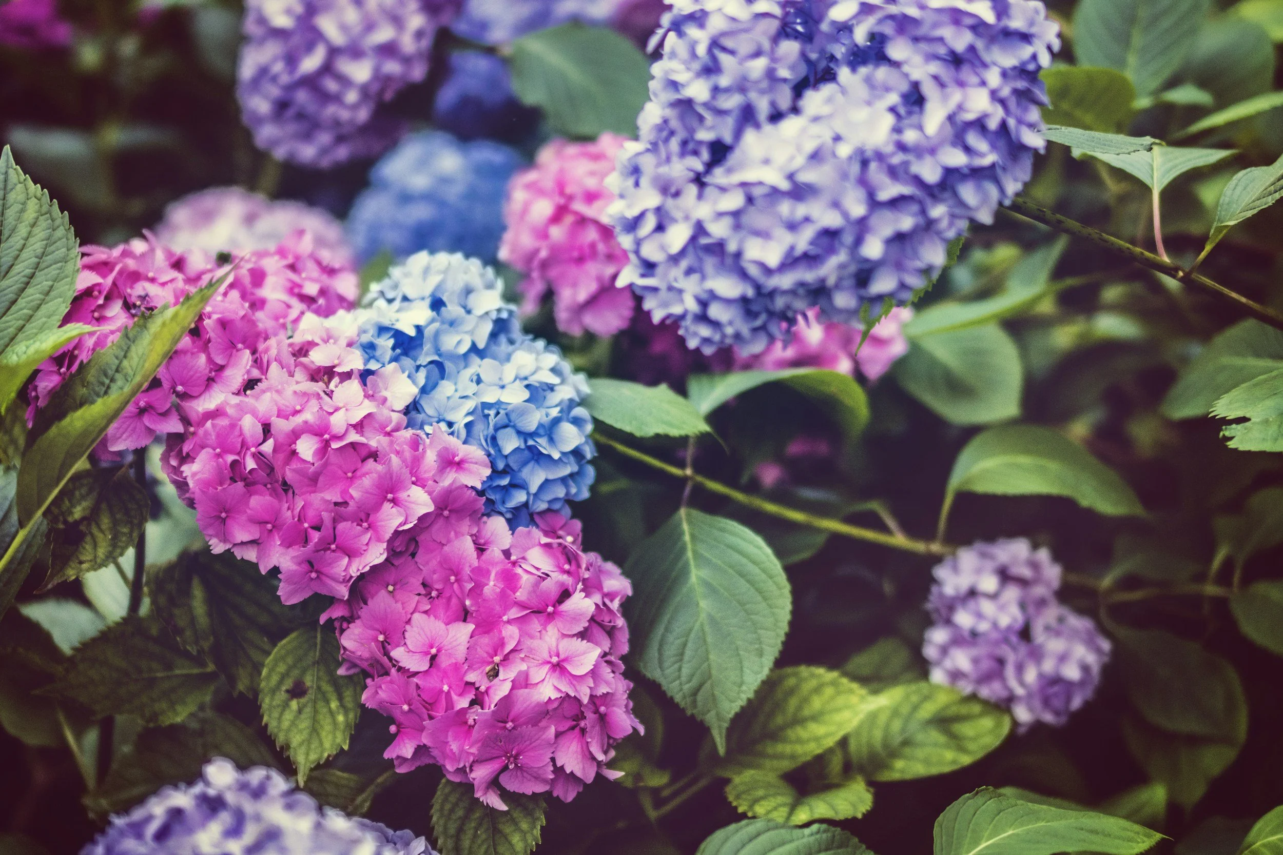 Close-up of colorful hydrangea flowers in shades of pink, blue, purple, and violet with green leaves.