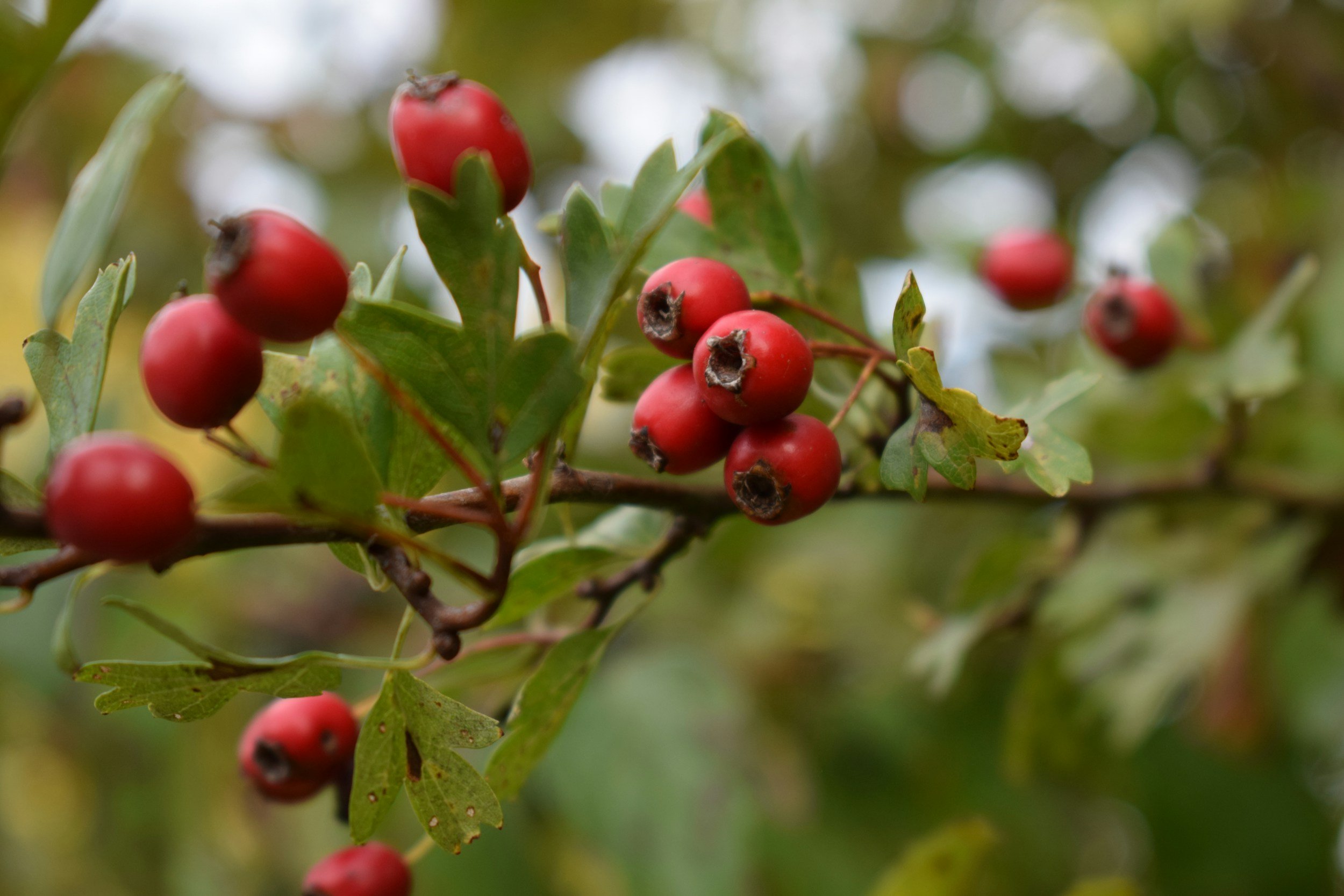 Close-up of red berries on a branch with green leaves.
